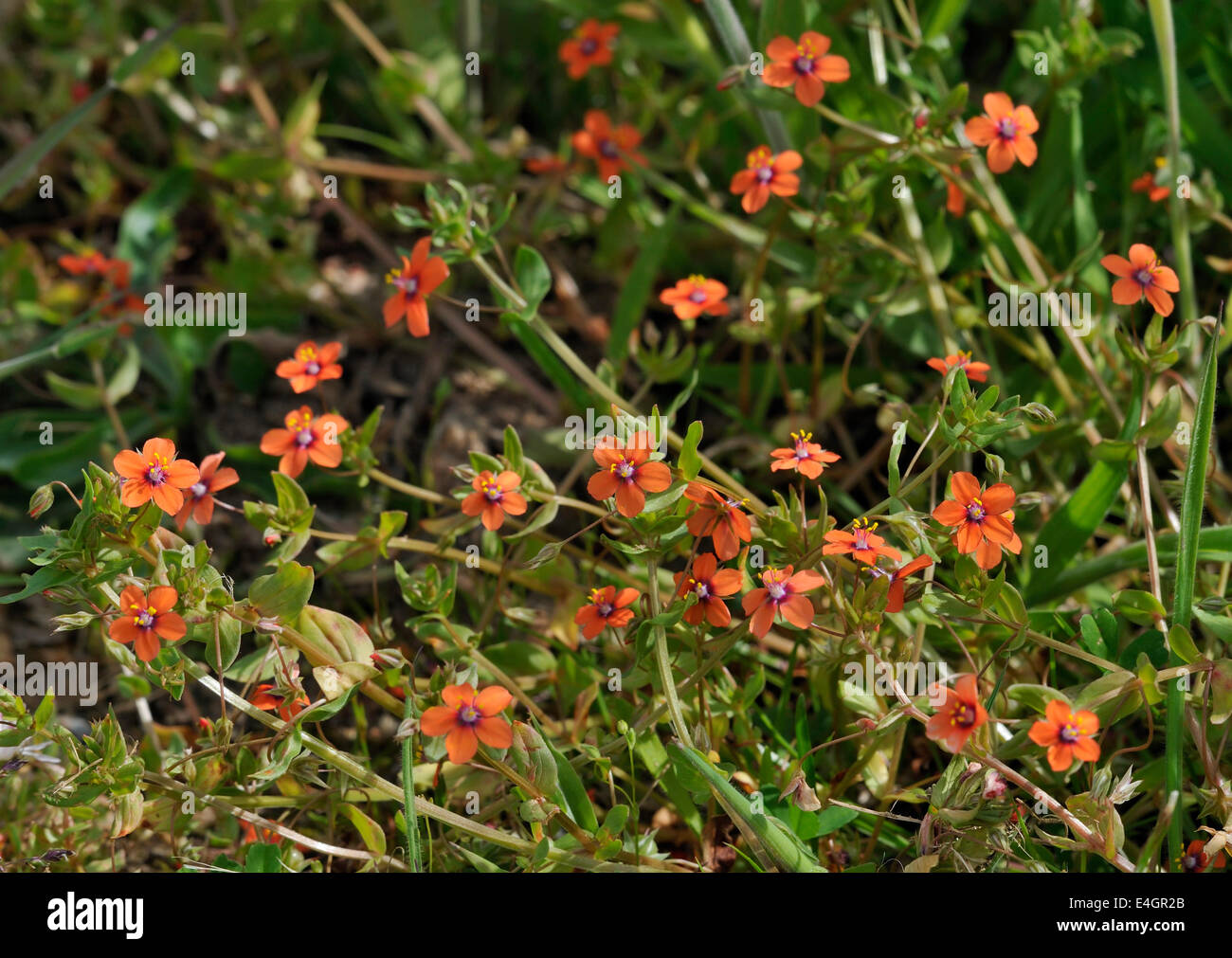 Scarlet Pimpernel - Anagallis arvensis Mass of small red flowers Stock Photo