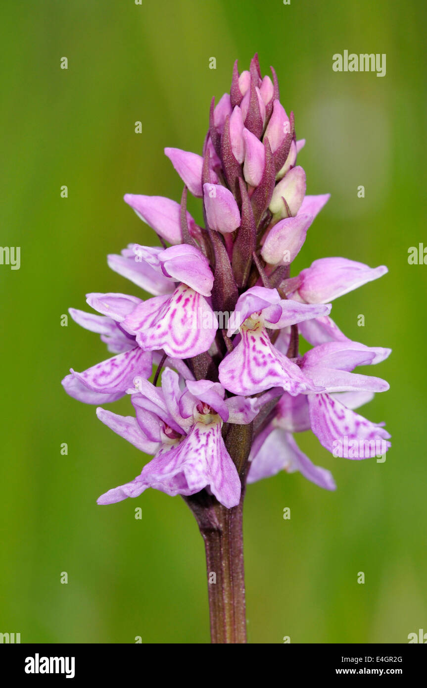 Heath Spotted Orchid - Dactylorhiza maculata ericetorum Stock Photo
