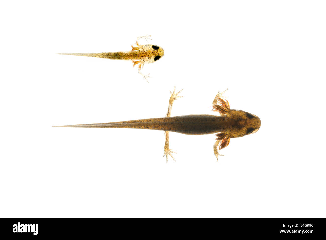 common smooth newt advanced larvae legs developing with external feathery gills will leave pond late summer or autumn 27 mm long Stock Photo