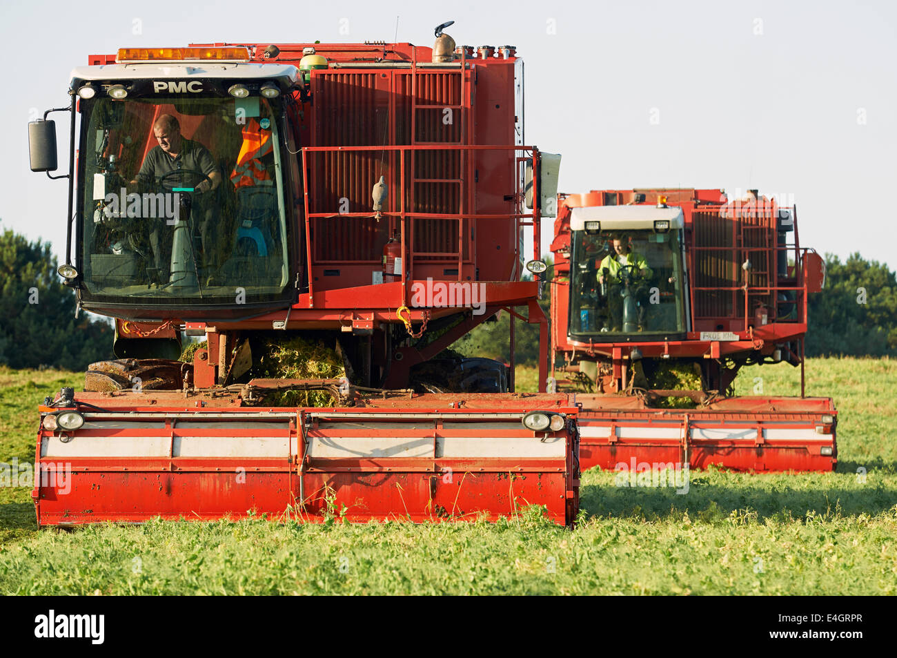 Pea harvesters operated by Anglian Pea Growers Stock Photo