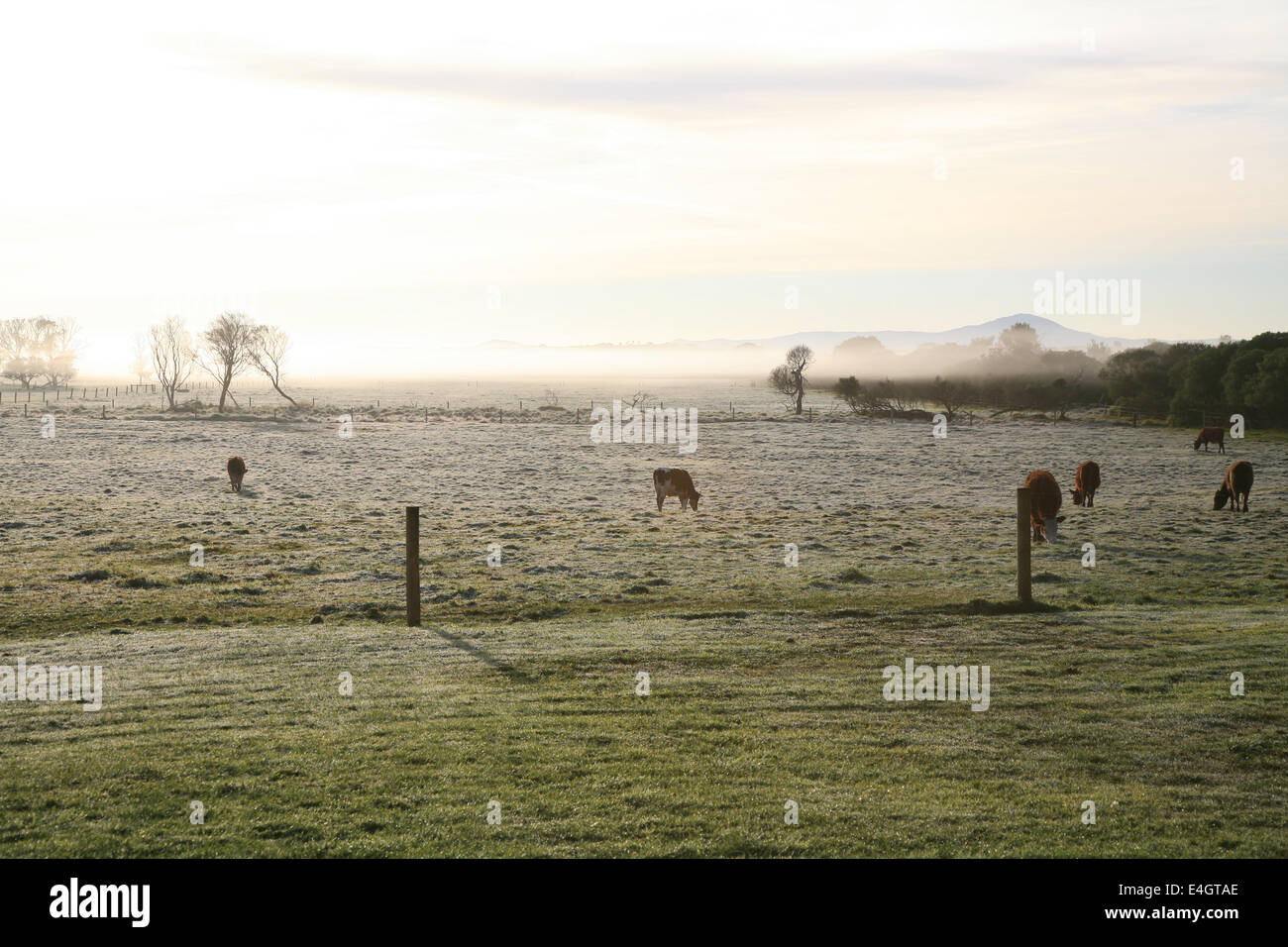 Cows are in the paddock-farm in winter frost is on grass and fog is on the horizon covering the mountain Stock Photo