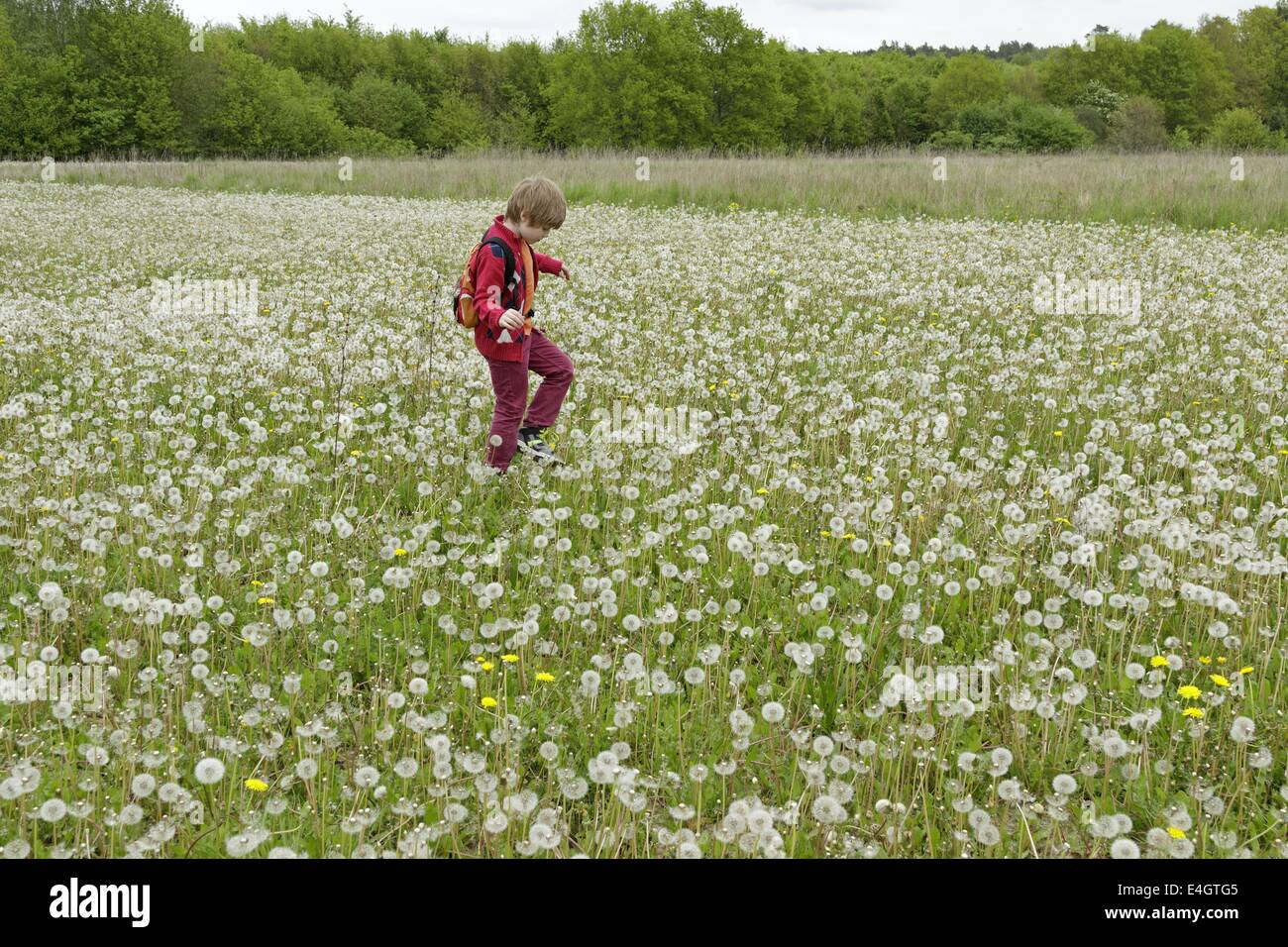 young boy in a meadow full of dandelion clocks Stock Photo