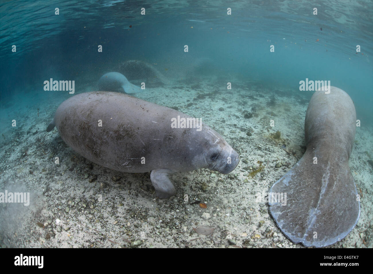 Wild endangered animals WestIndian manatees at protected habitat in