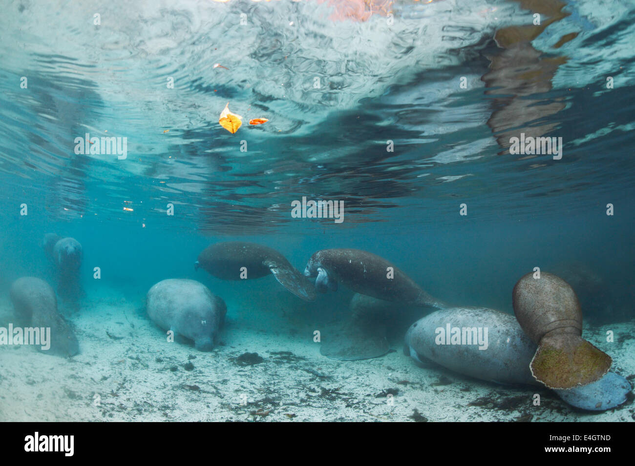 Wild endangered animals - West-Indian manatees at protected habitat in Three Sisters Springs ...