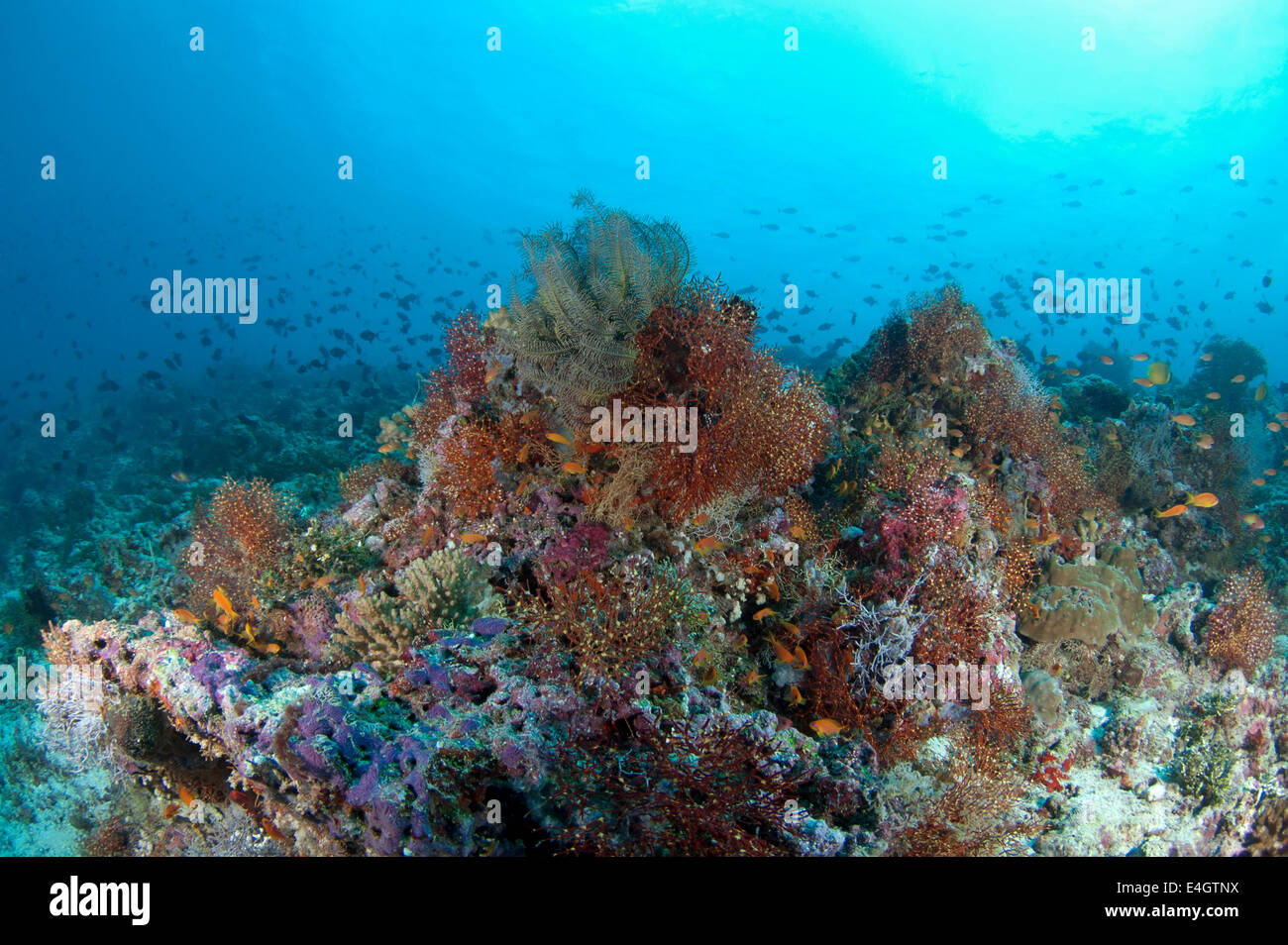 Soft Corals in shallow underwater Stock Photo