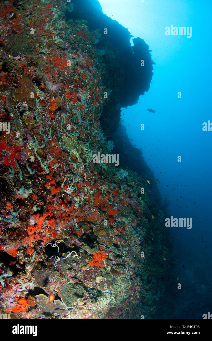 Steep coral reef in Dhaalu Atoll Stock Photo