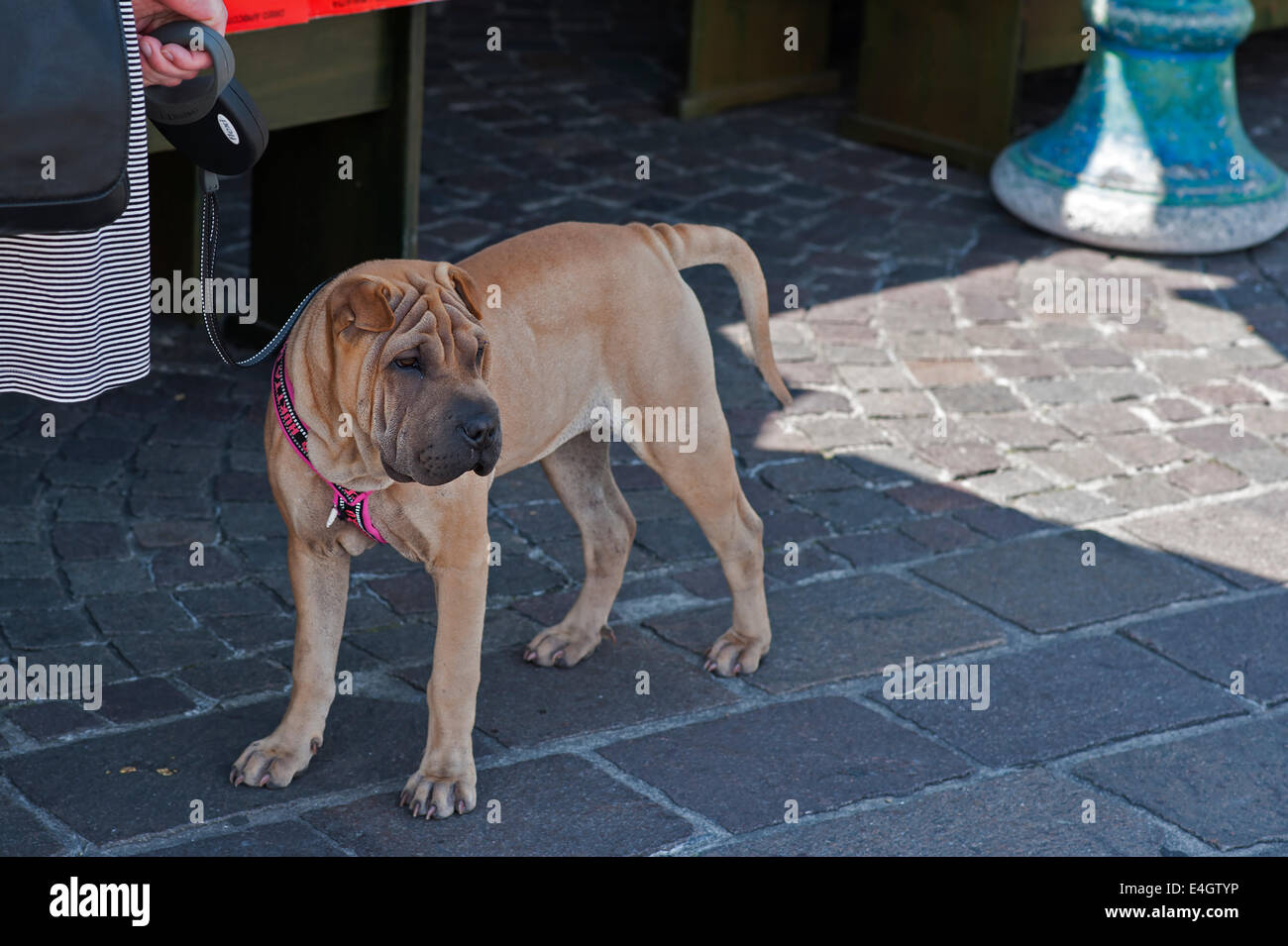 Shar-Pei,Shar Pei,Hund,Dog Stock Photo - Alamy
