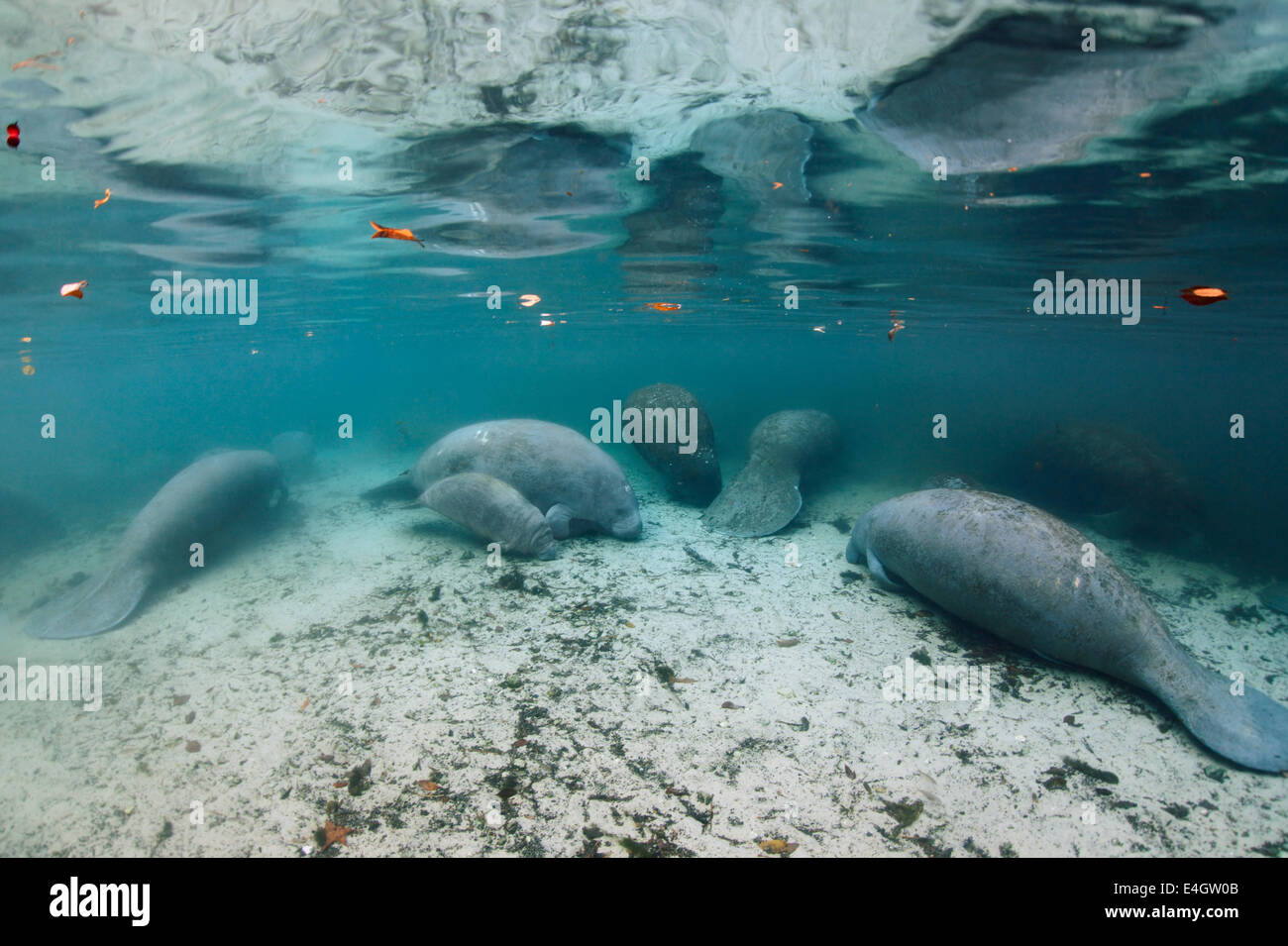 Wild endangered animals - West-Indian manatees at protected habitat in Three Sisters Springs ...
