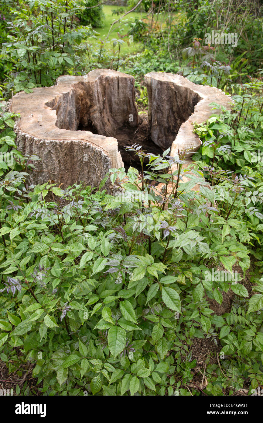 The hollowed out trunk of an old Ash tree with new sapling growth, England, UK Stock Photo
