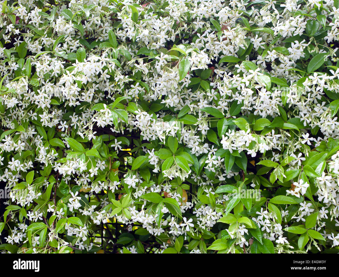 Group of white Sampaguita Jasmine or Arabian Jasmine flower Stock Photo Alamy