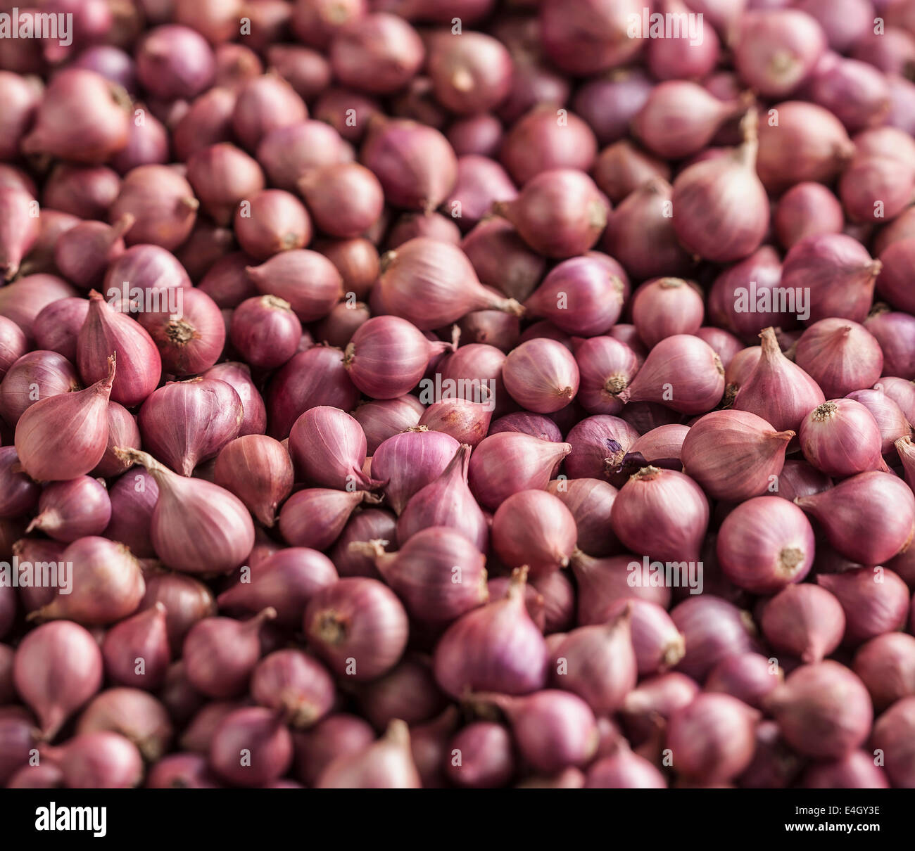 Shallot, Allium cepa Stock Photo Alamy