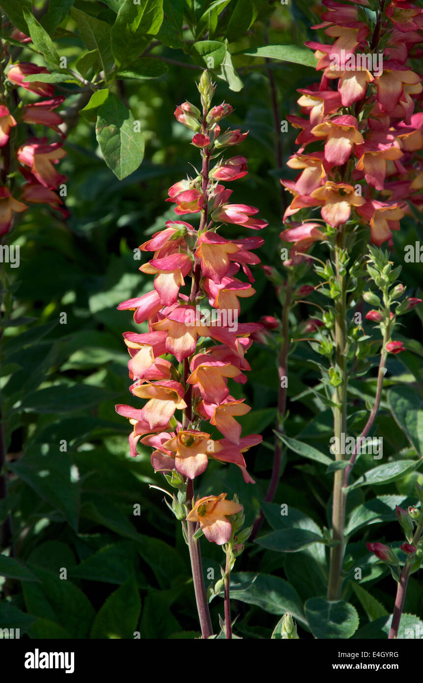Digitalis 'Illumination Pink' a new soft pink and coral foxglove hybrid