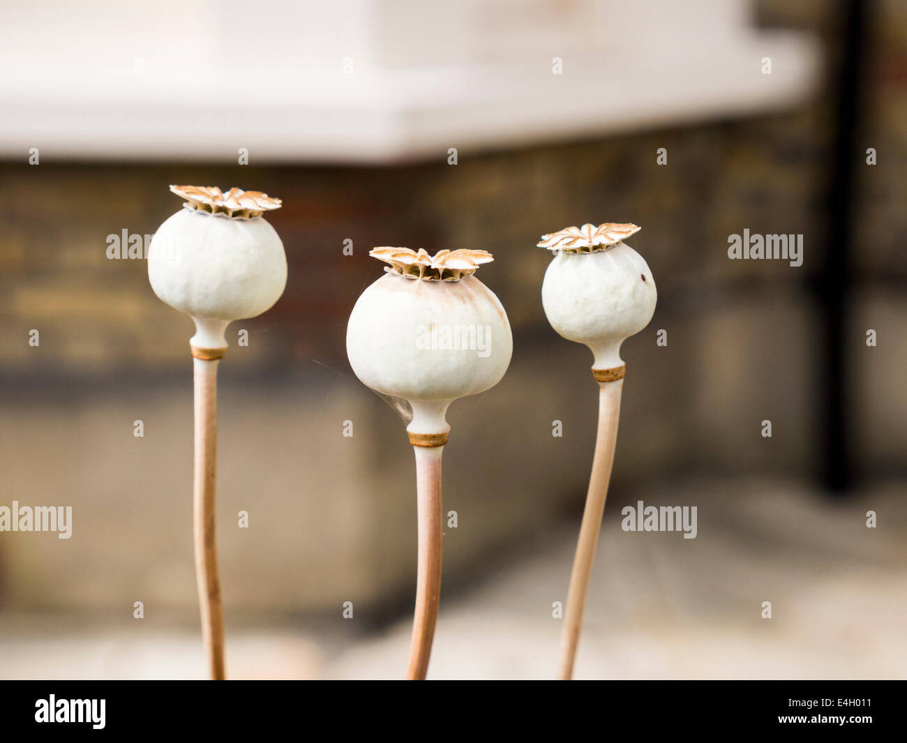 Closeup of three poppy seed heads Stock Photo Alamy