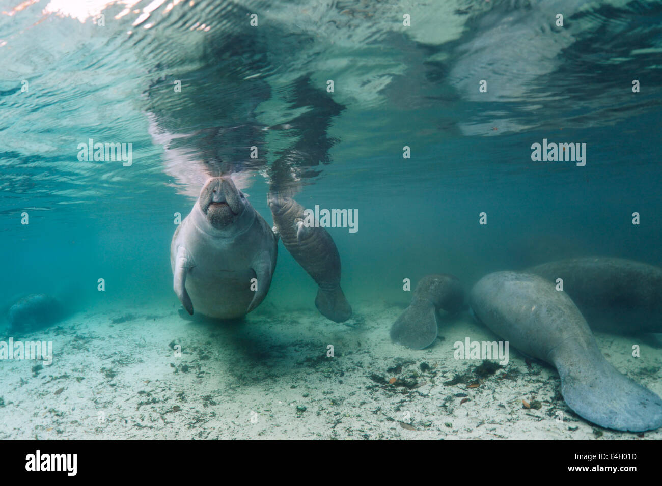 Wild endangered animals - West-Indian manatees at protected habitat in Three Sisters Springs ...