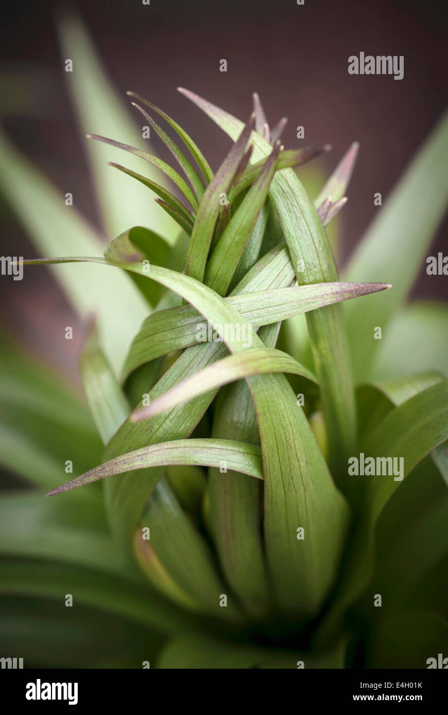 Lily, Lilium cultivar. Stock Photo