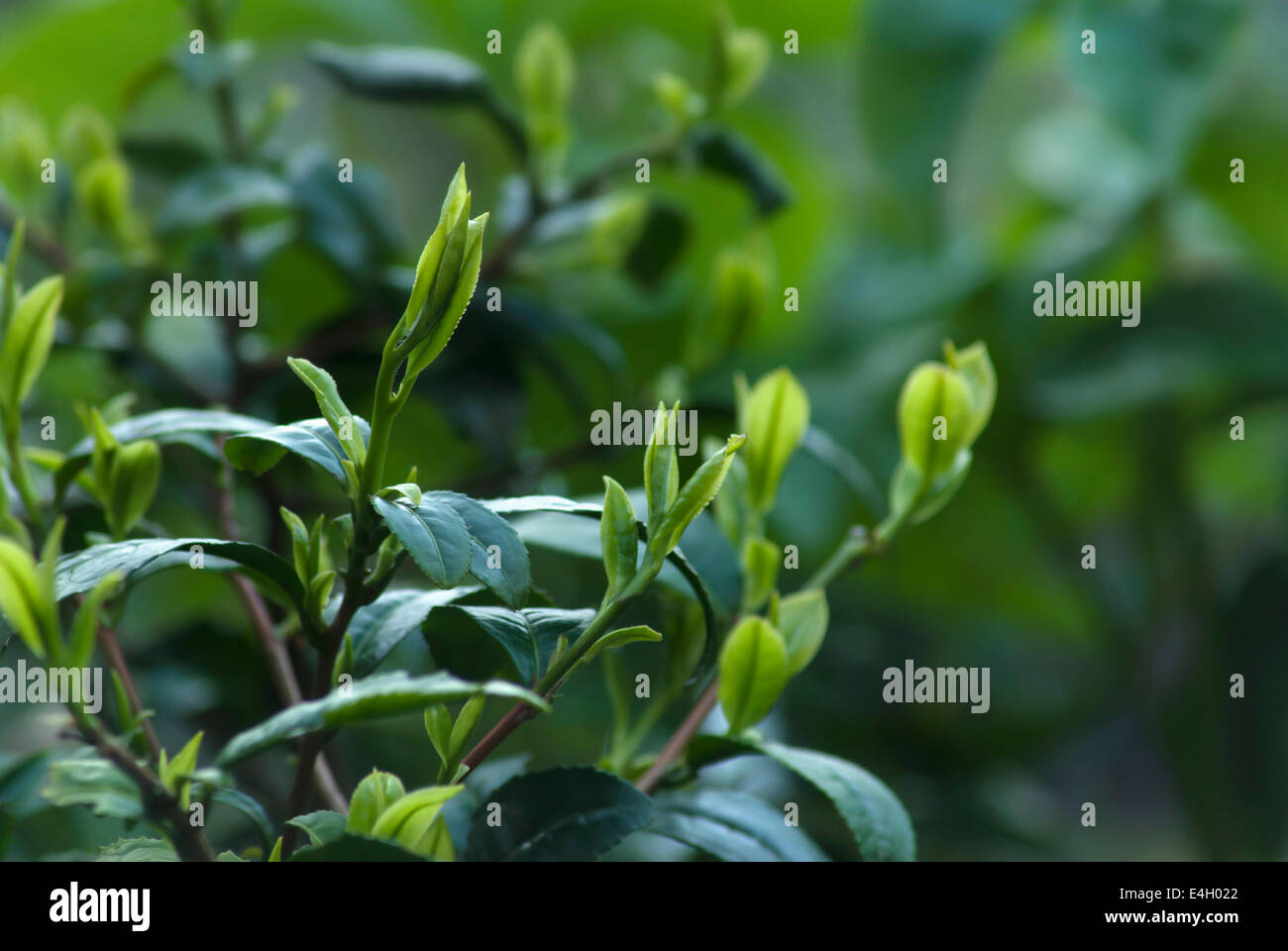 Tea plant, Camellia sinensis Stock Photo Alamy