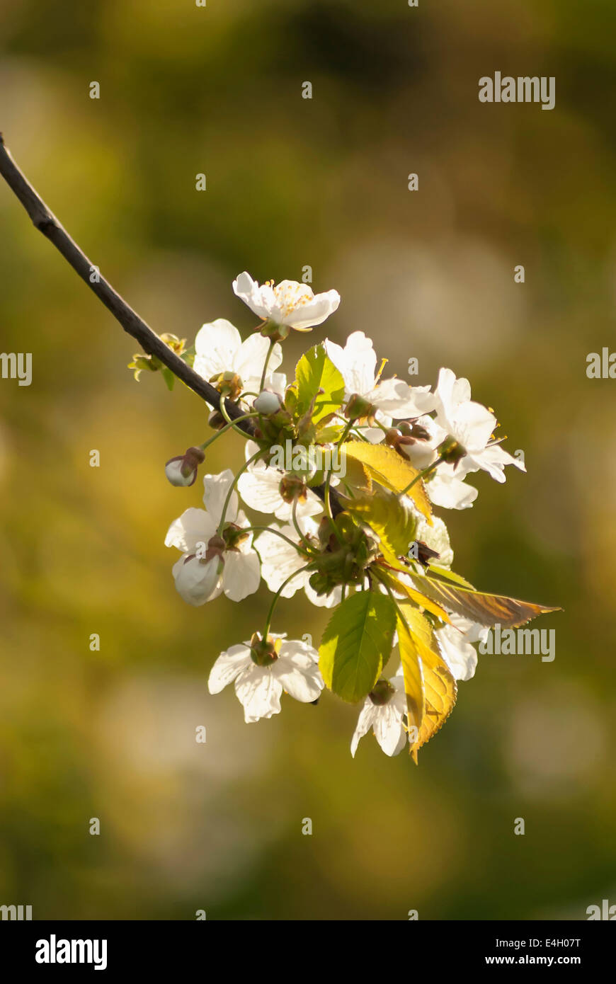 Cherry, Wild Cherry, Prunus avium. Stock Photo