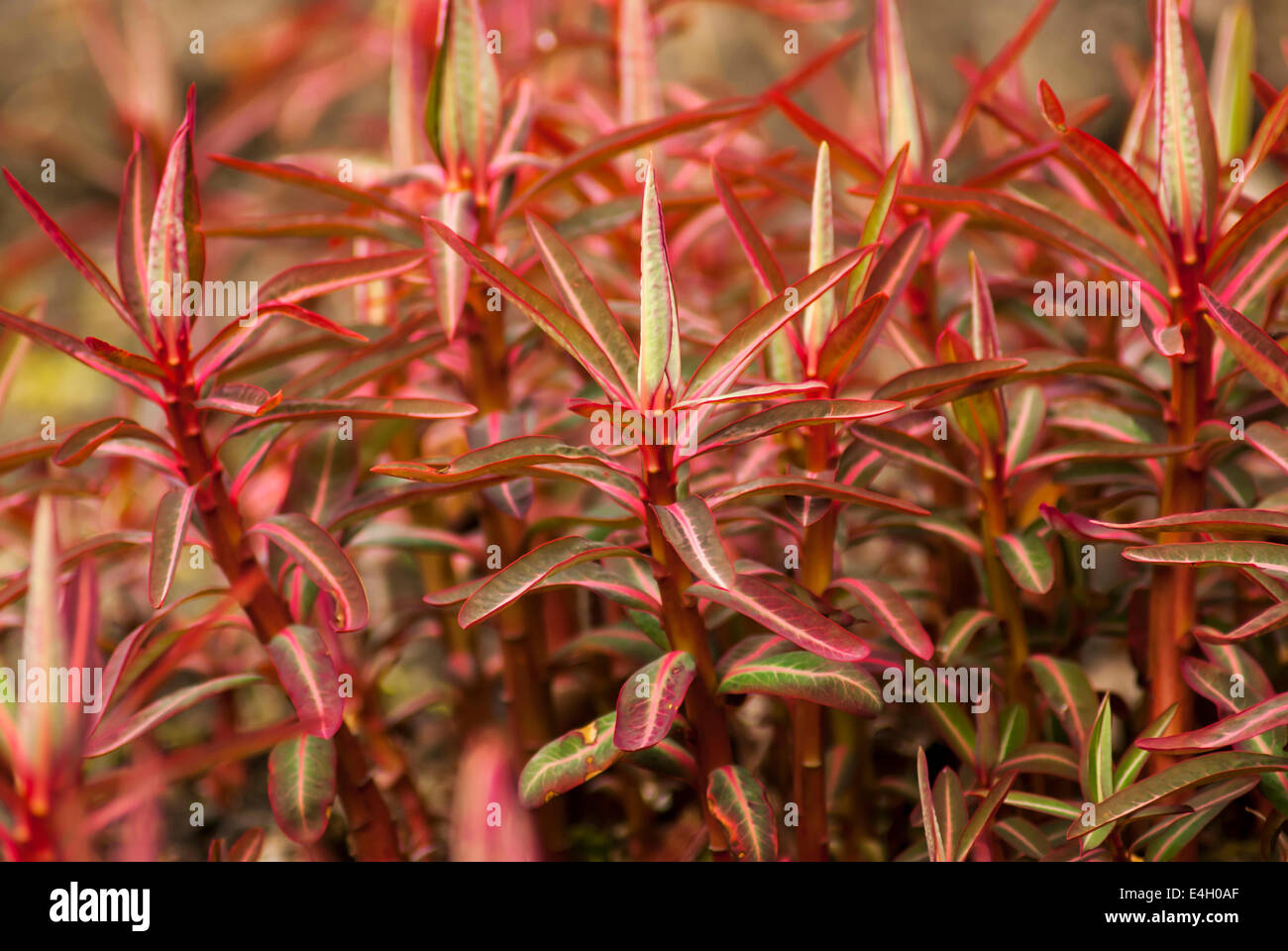 Spurge, Sikkim spurge, Euphorbia sikkimensis. Stock Photo