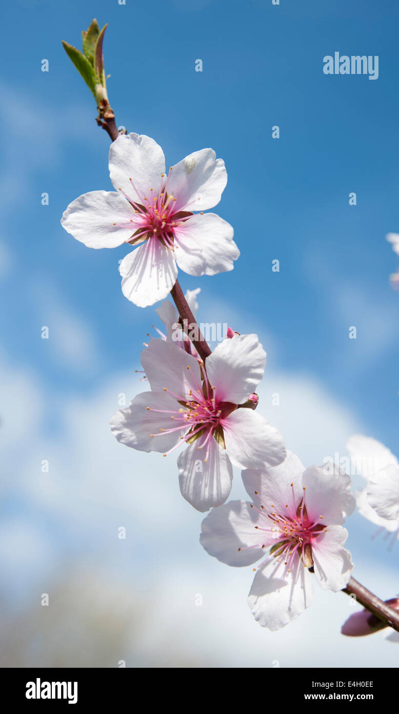 Almond, Prunus dulcis. Stock Photo