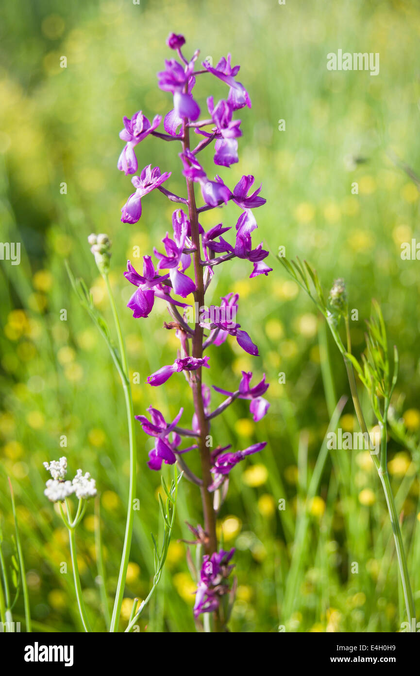 Orchid, Loose-Flowered Orchid, Anacamptis laxiflora. Stock Photo