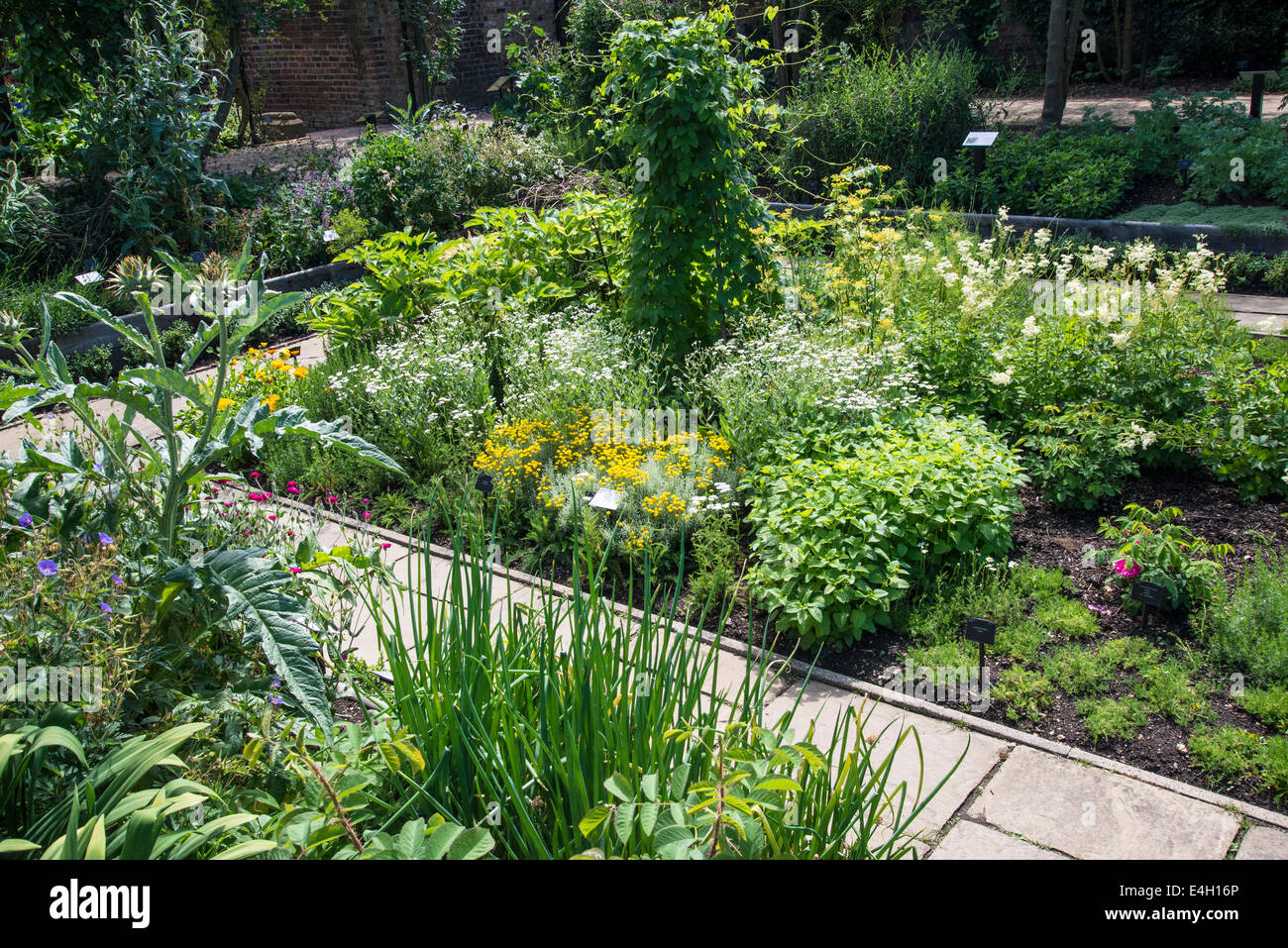 Medicinal plants in Queen's Garden, Kew Palace, Kew Royal Botanic Gardens, London, UK Stock Photo