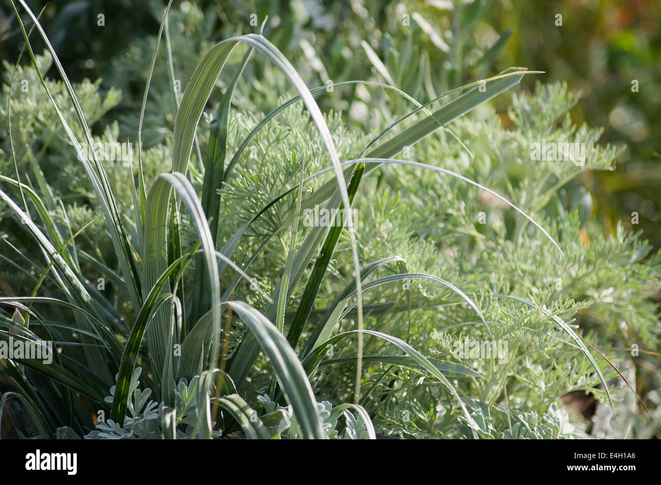 Silver Spear, Astelia chathamica. Stock Photo