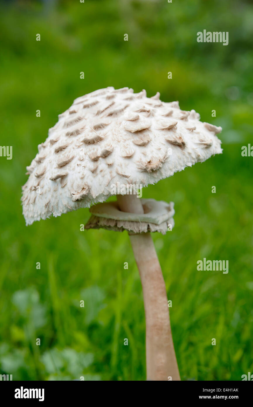 Mushroom, Horse mushroom, Agaricus arvensis Stock Photo Alamy