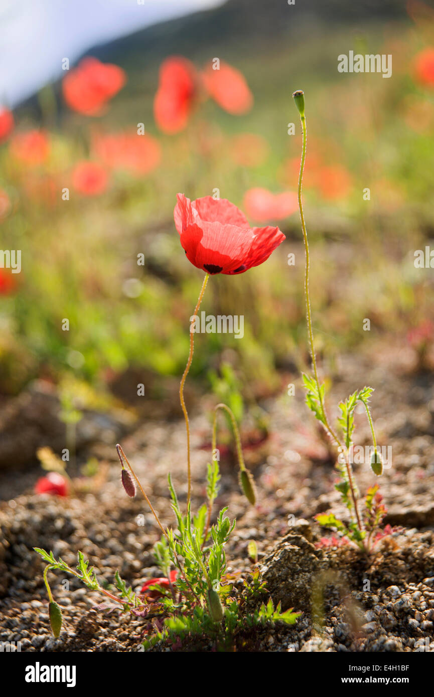 Poppy, Caucasian scarlet poppy, Papaver commutatum. Stock Photo