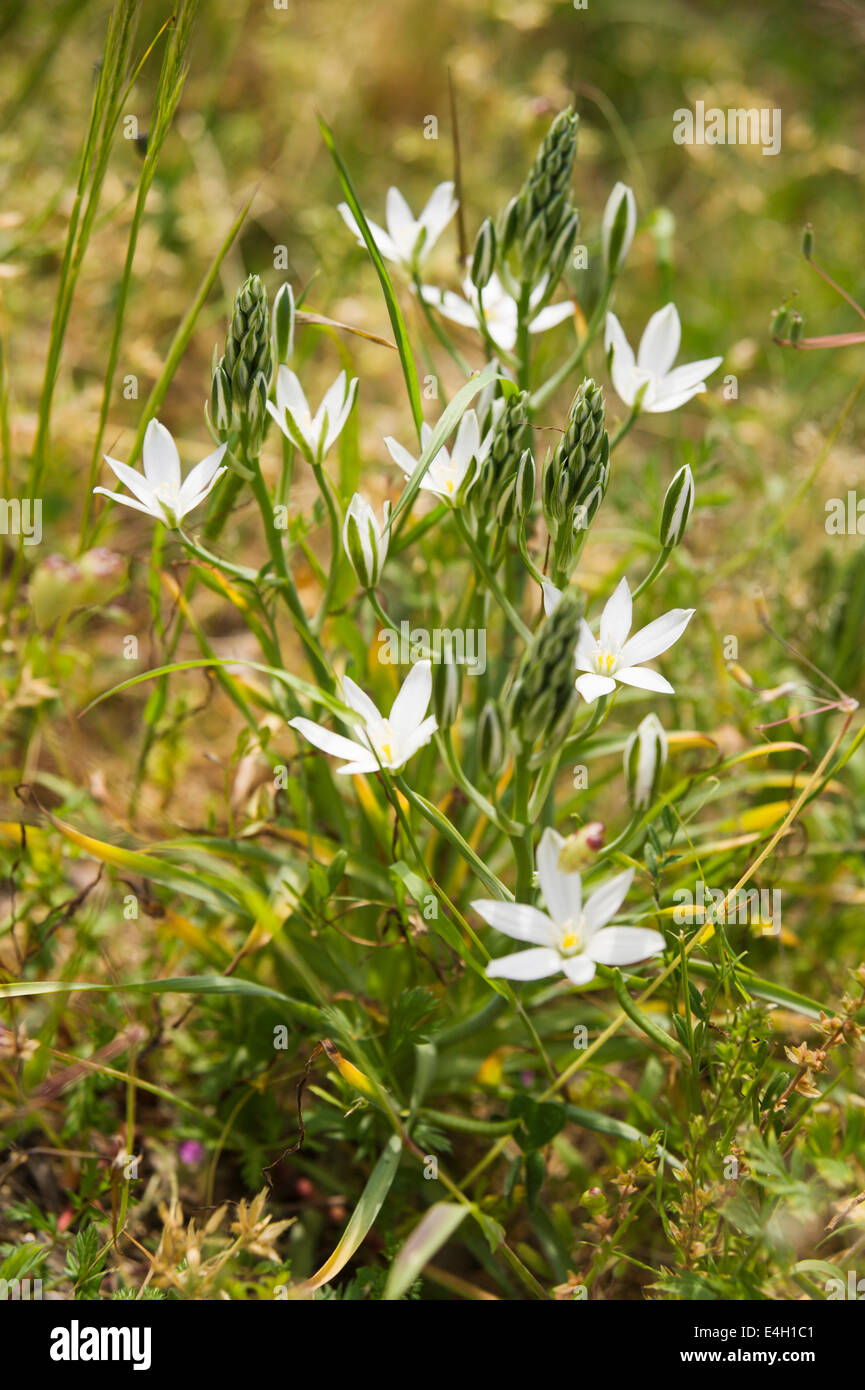 Star-of-Bethlehem, Ornithogalum umbellatum. Stock Photo