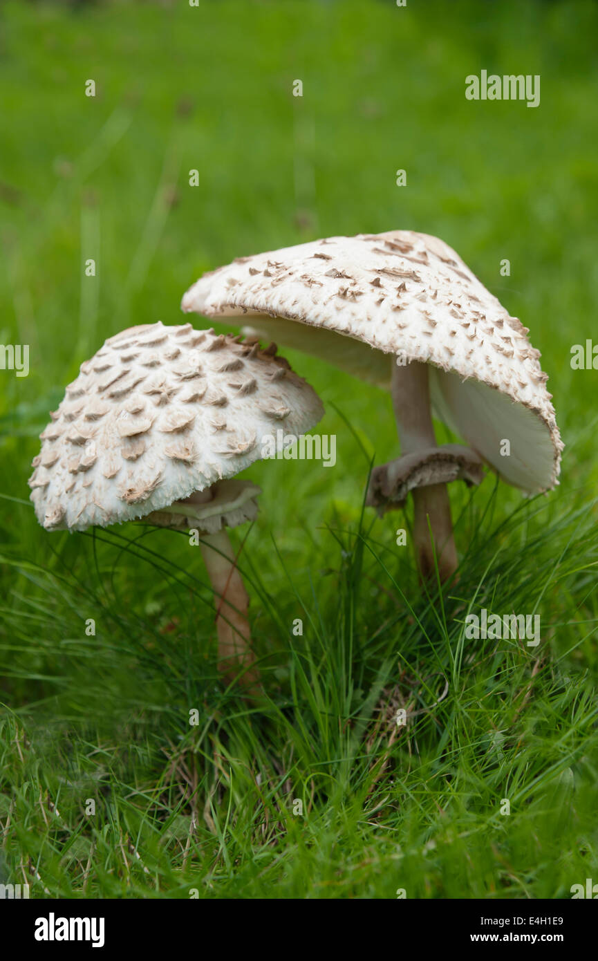 Mushroom, Horse mushroom, Agaricus arvensis Stock Photo Alamy