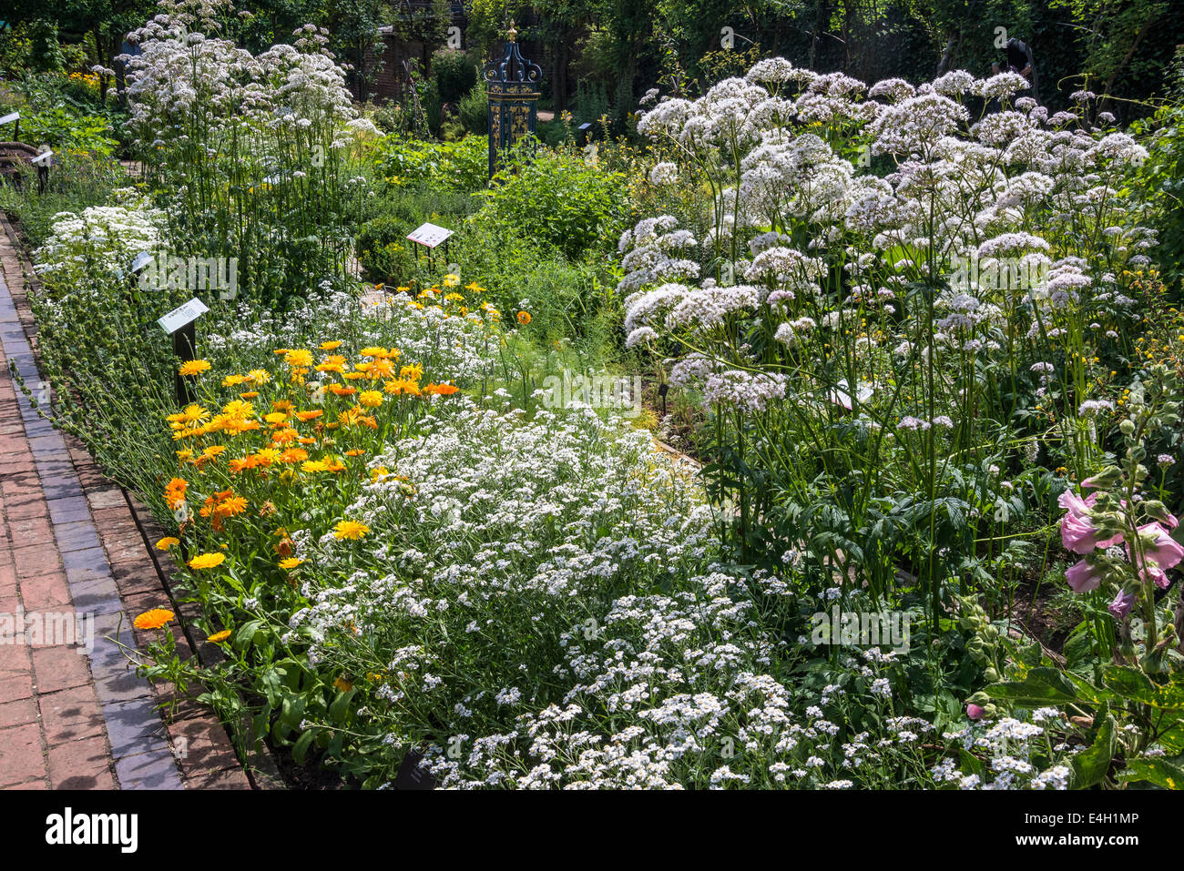 Medicinal plants in Queen's Garden, Kew Palace, Kew Royal Botanic Gardens, London, UK Stock