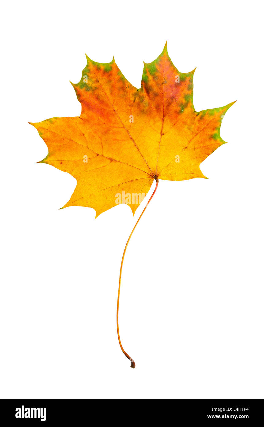 Maple leaf Stock Photo