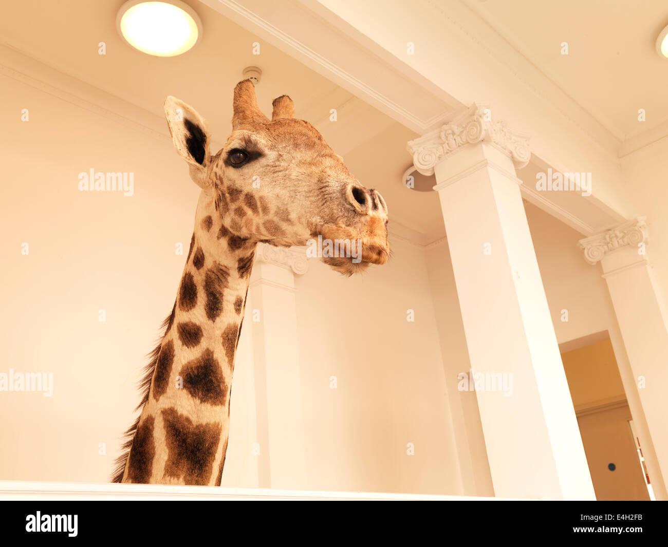 Giraffe in Office hallway Stock Photo