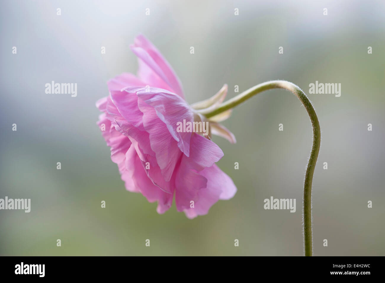 Ranunculus, Persian ranunculus, Ranunculus asiaticus cultivar. Stock Photo