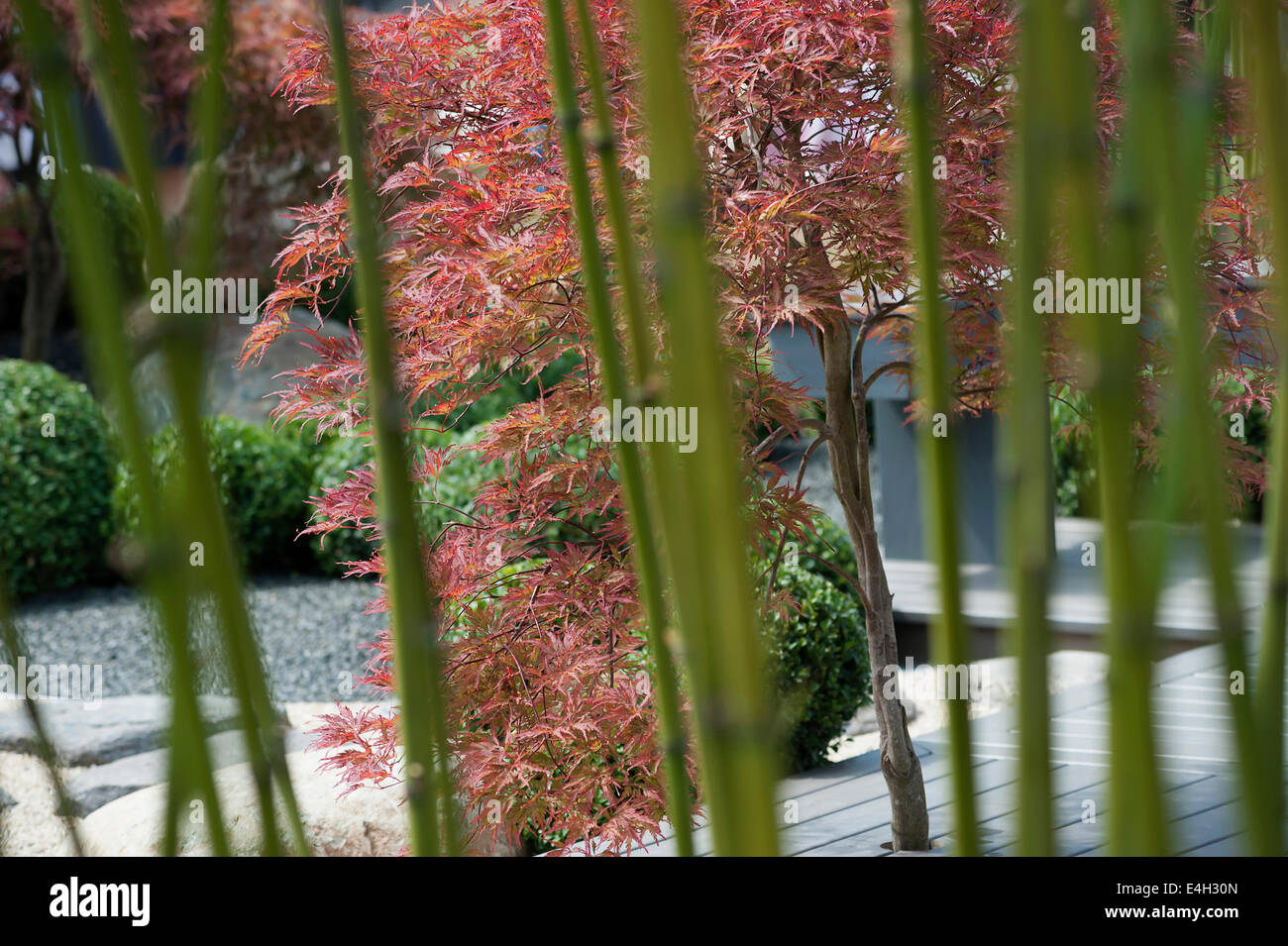 Box, Common, Buxus sempervirens. Stock Photo