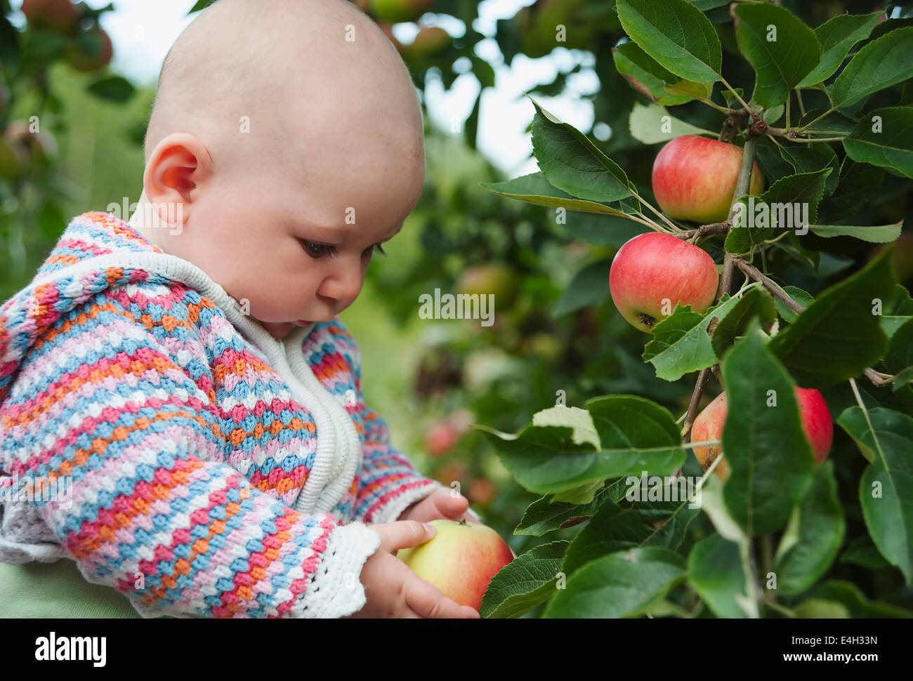 Apple, Malus domestica 'Discovery'. Stock Photo