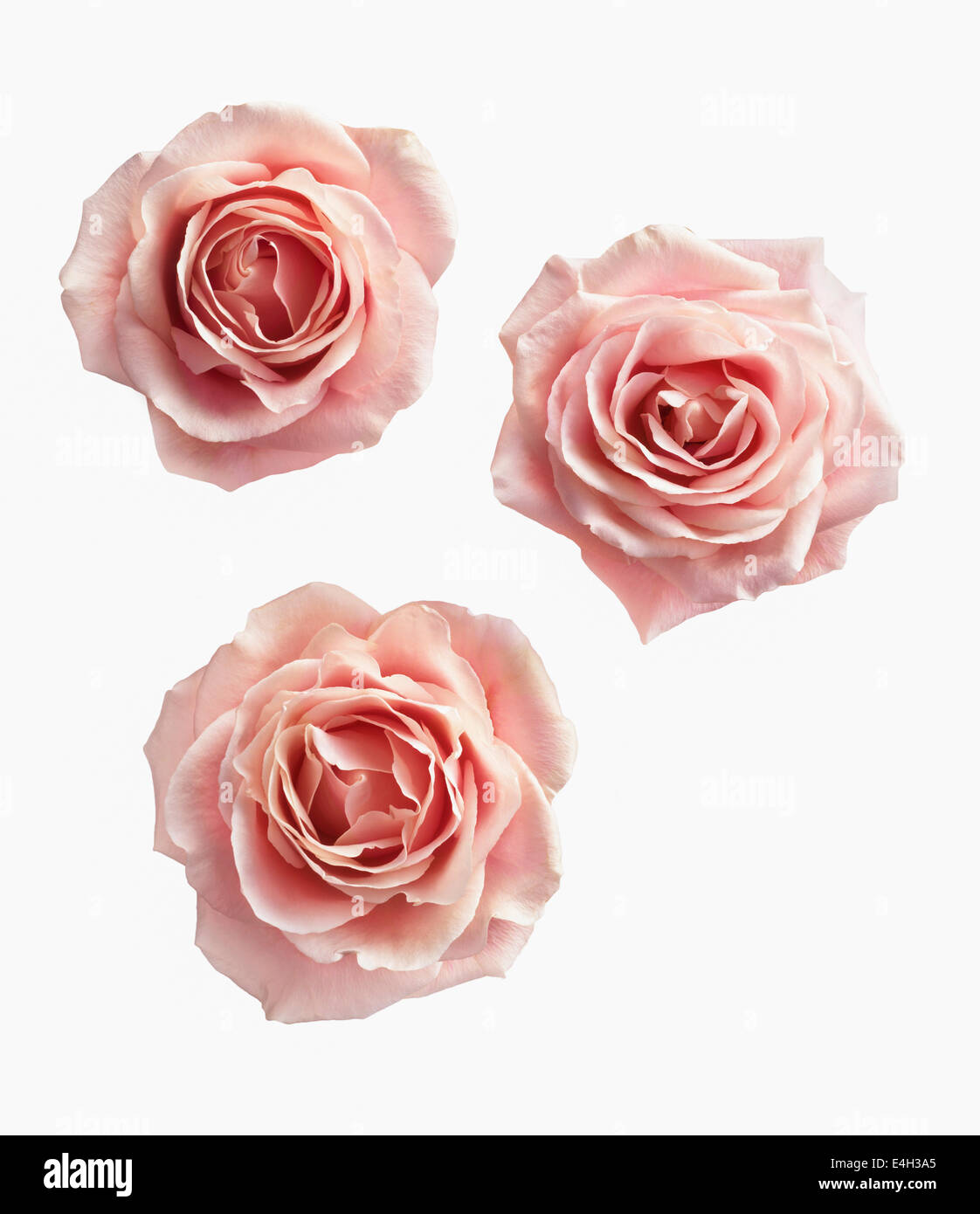 Rose, Rosa cultivar. Stock Photo