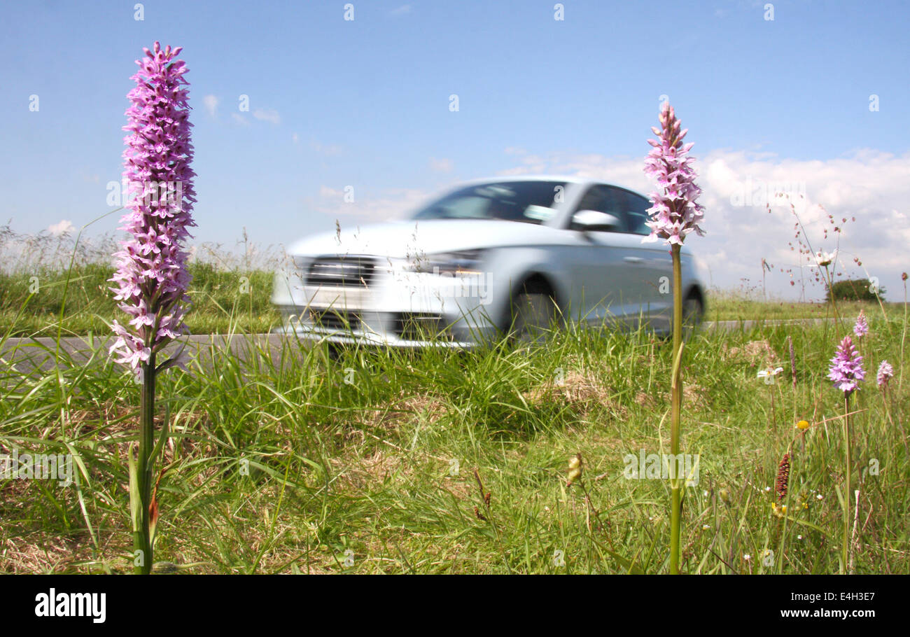 Traffic passes common spotted orchids growing in a roadside nature reserve in the Peak District, Derbyshire, England, UK Stock Photo