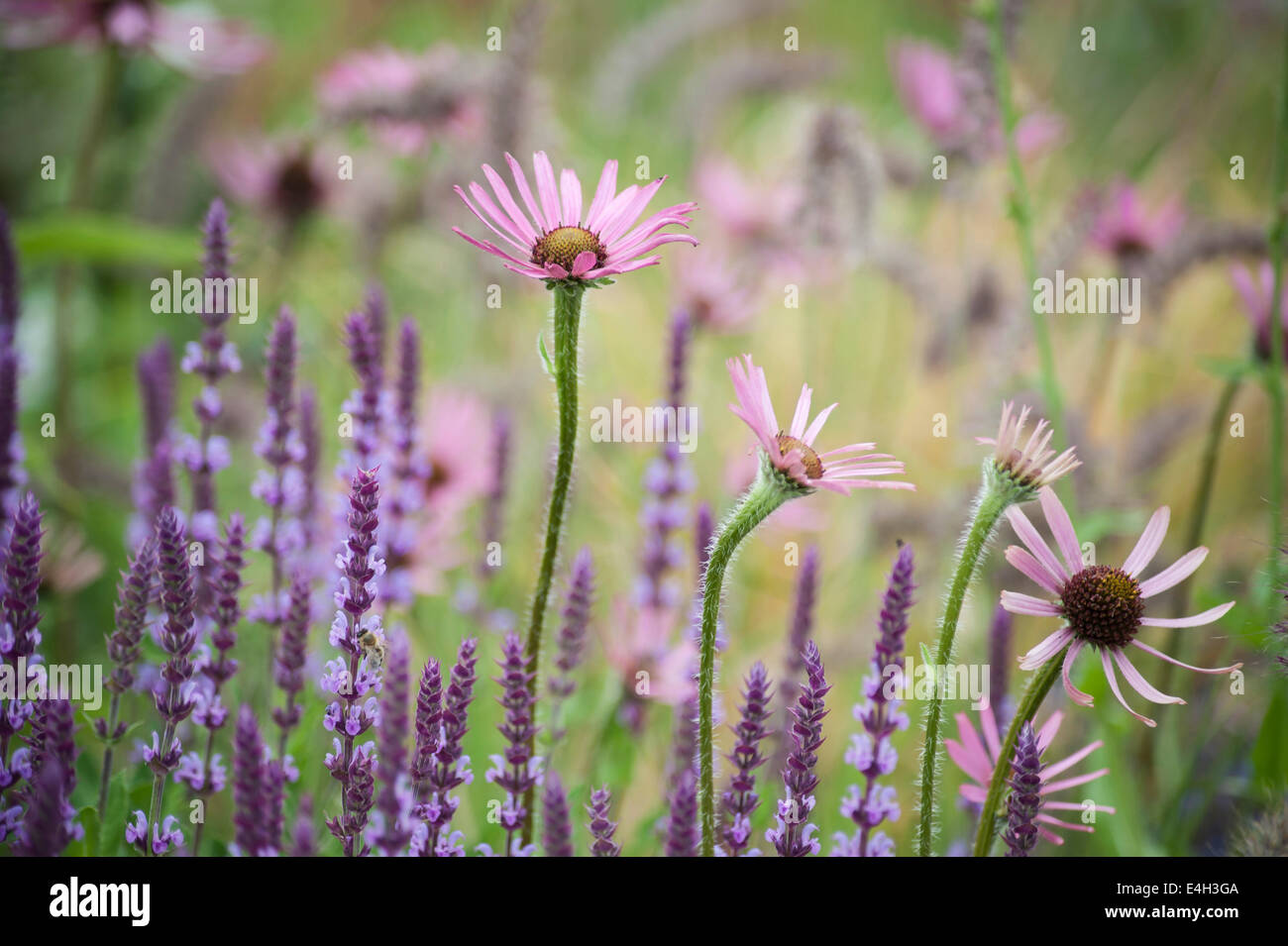 Purple coneflower, Tennessee purple coneflower, Echinacea tennesseensis. Stock Photo