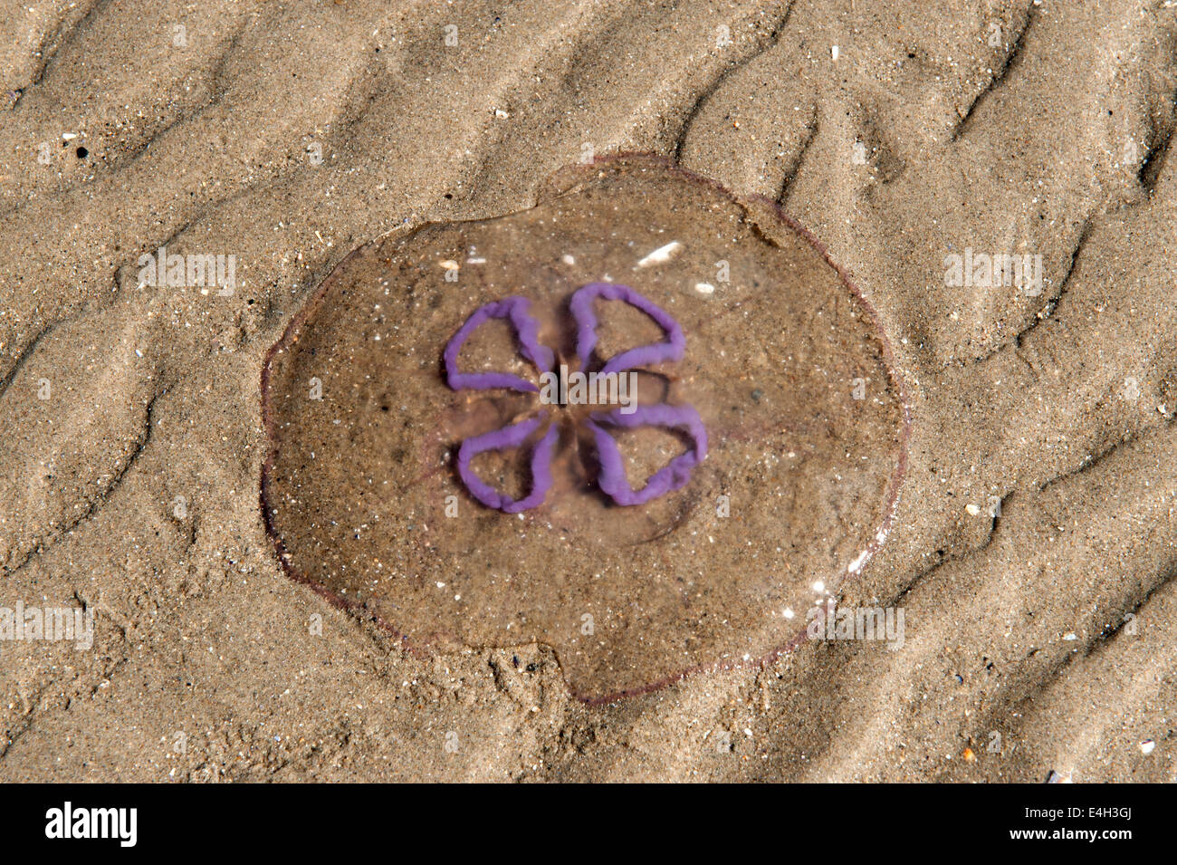 Aurelia Latin name genus jellyfish on the beach Stock Photo Alamy