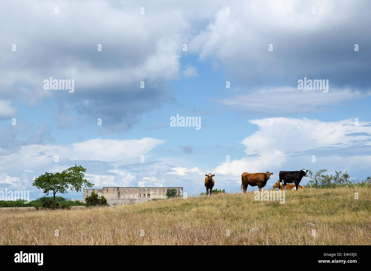 Grazing cattle in front of the old castle ruin at Borgholm in Sweden Stock Photo