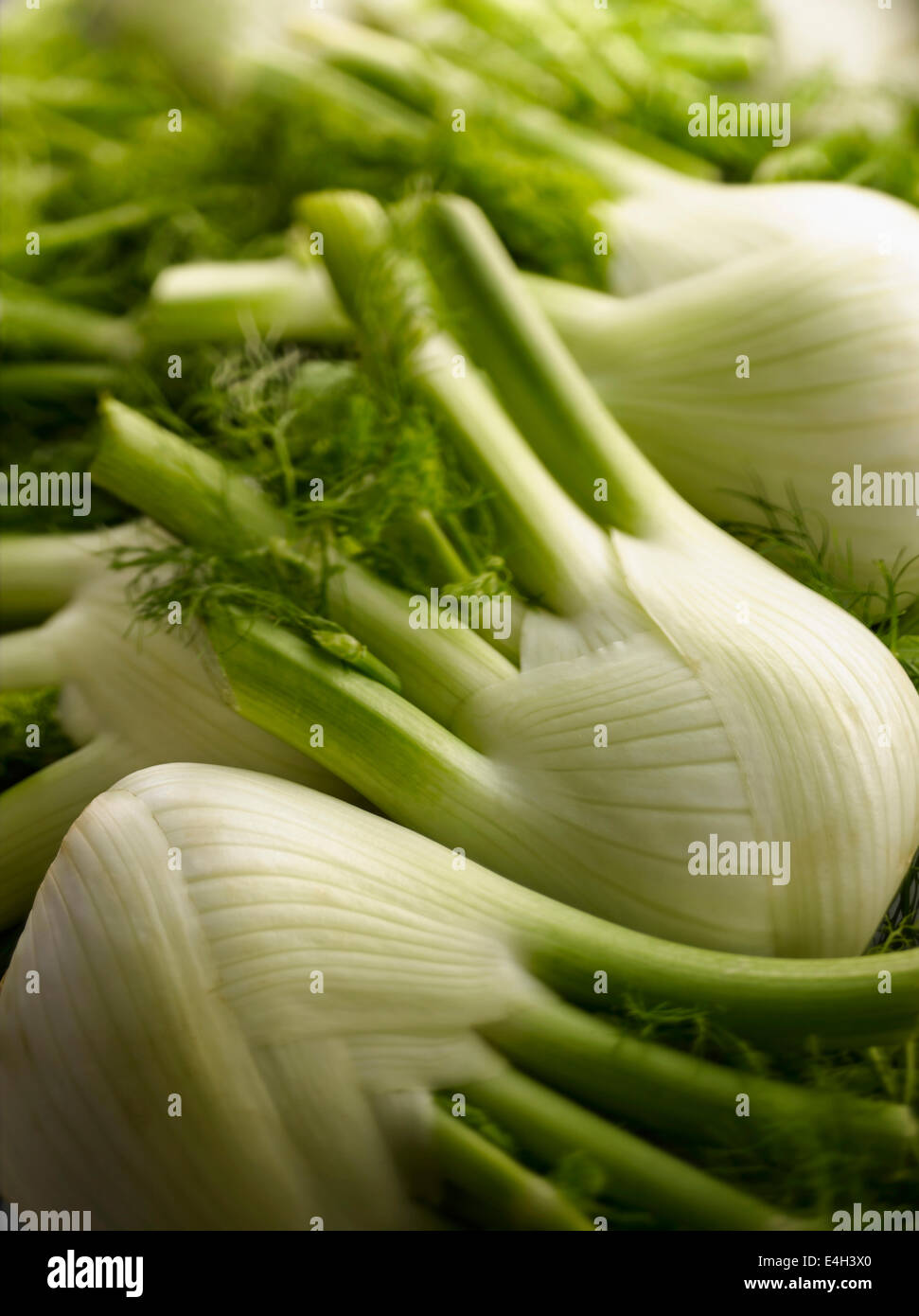 Fennel bulb, Florence fennel, Foeniculum vulgare Stock Photo Alamy
