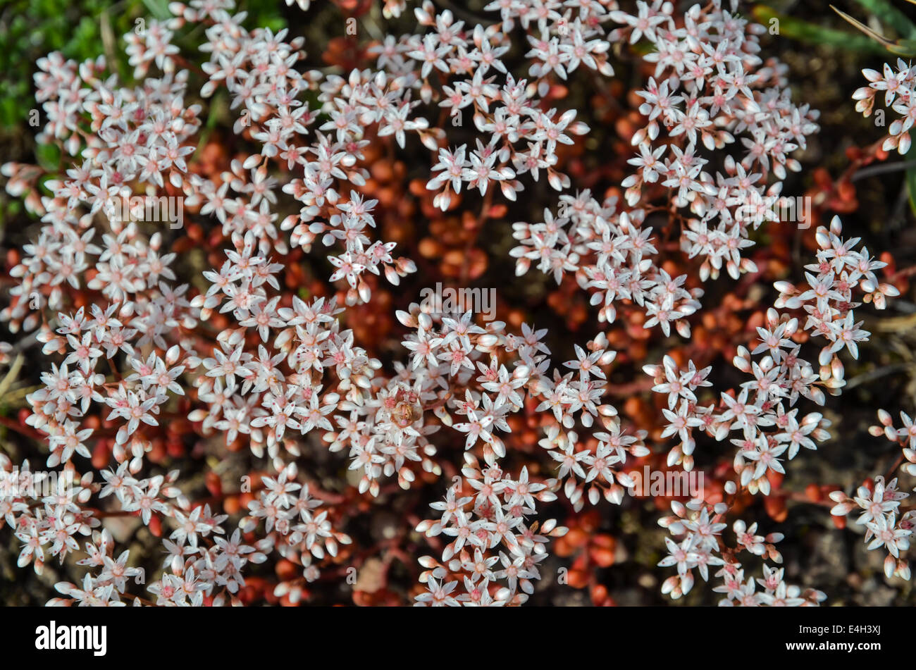 Background of blossom white stonecrop plants Stock Photo