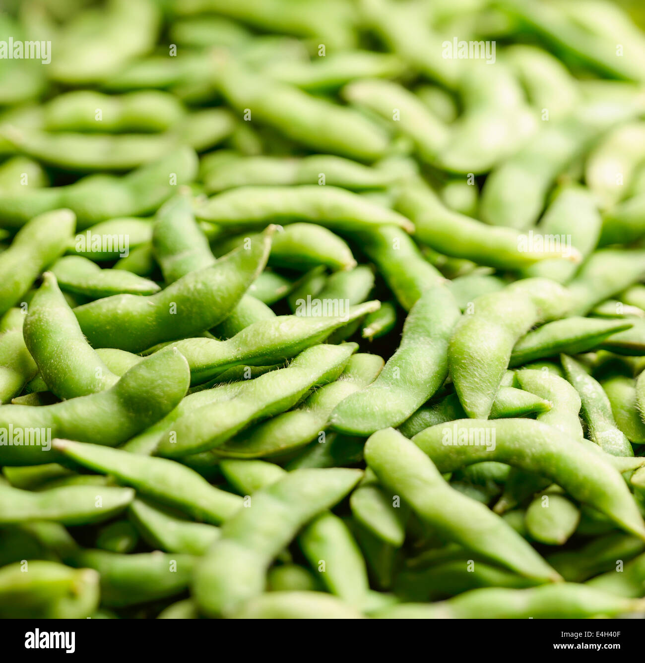 Soybean, Glycine max. Stock Photo