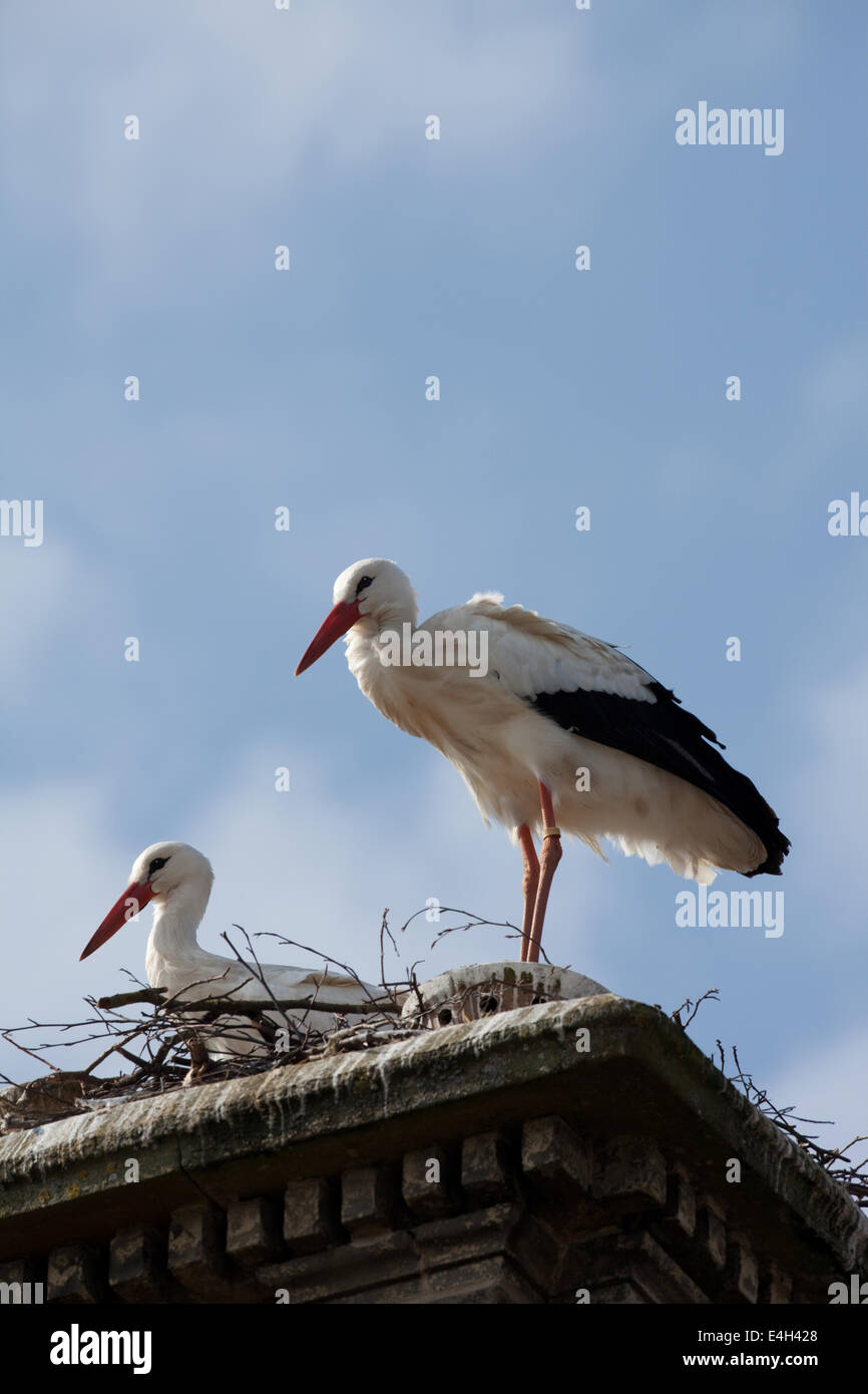 White Storks (Ciconia ciconia). Nesting on top of a chimney stack. Thrigby Hall Wildlife Gardens