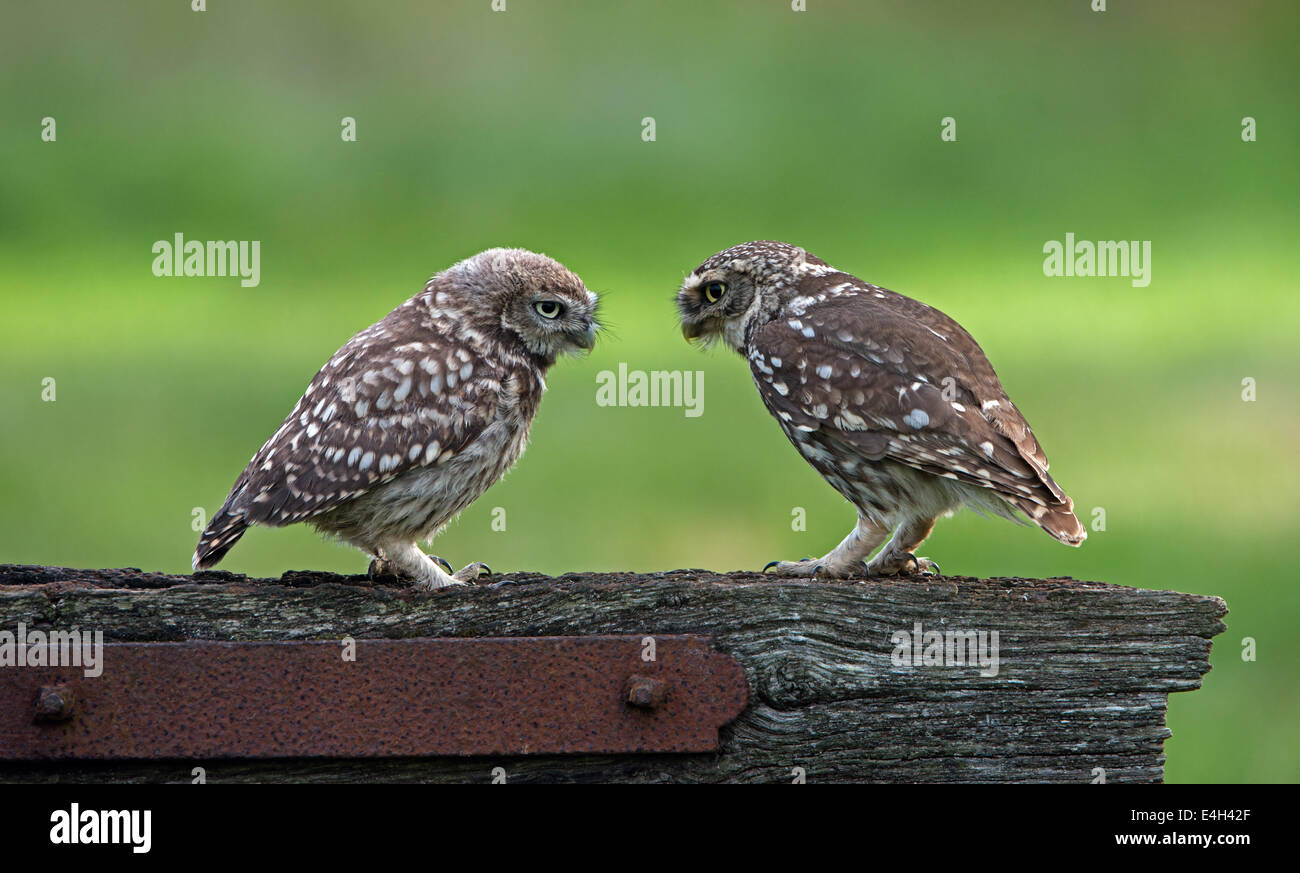 Male And Female Little OwlsAthene noctua, Perched On An Old Gate
