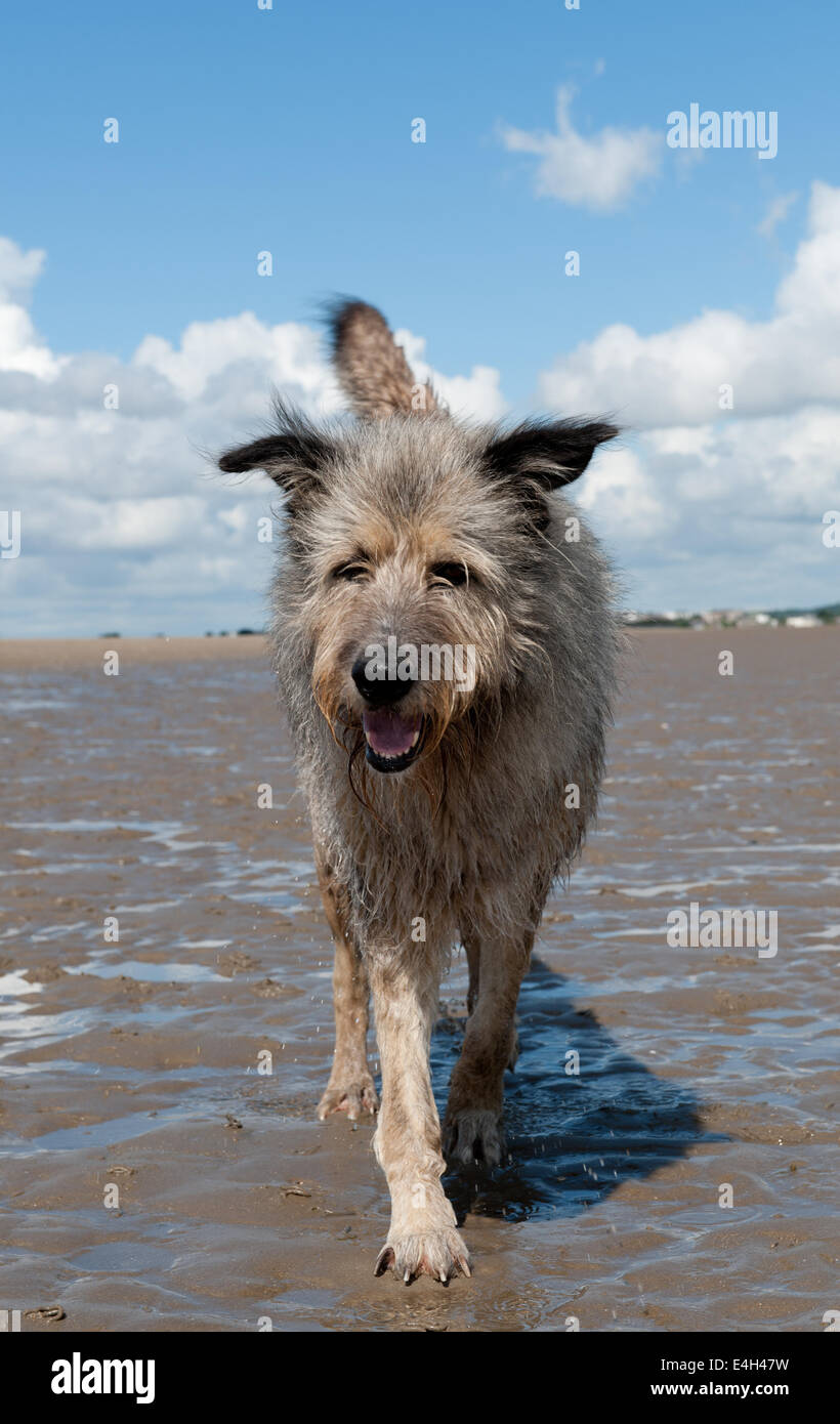 Irish wolfhound on the beach Stock Photo