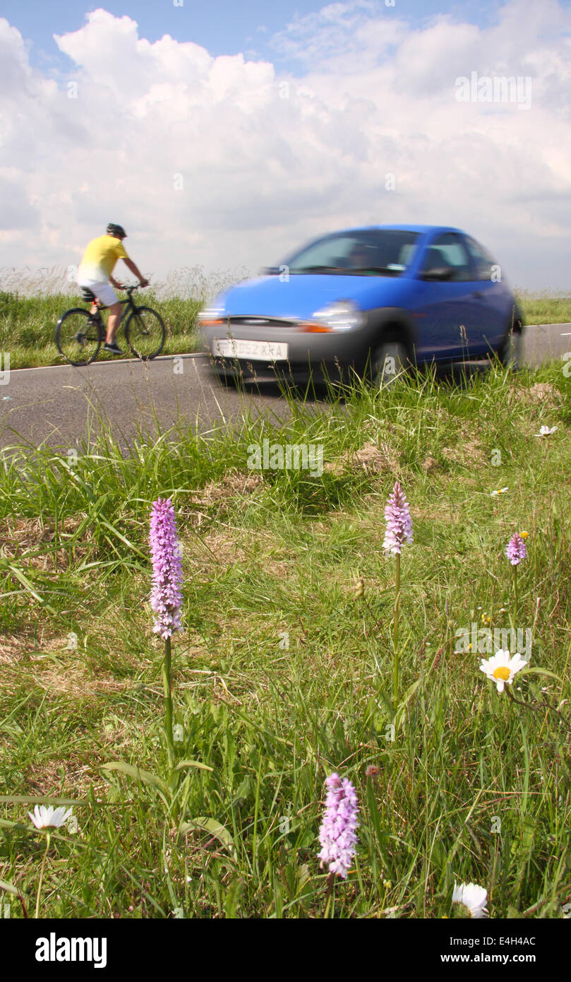 Car and cyclist pass common spotted orchids growing in a roadside nature reserve in the Peak District, Derbyshire, England, UK Stock Photo