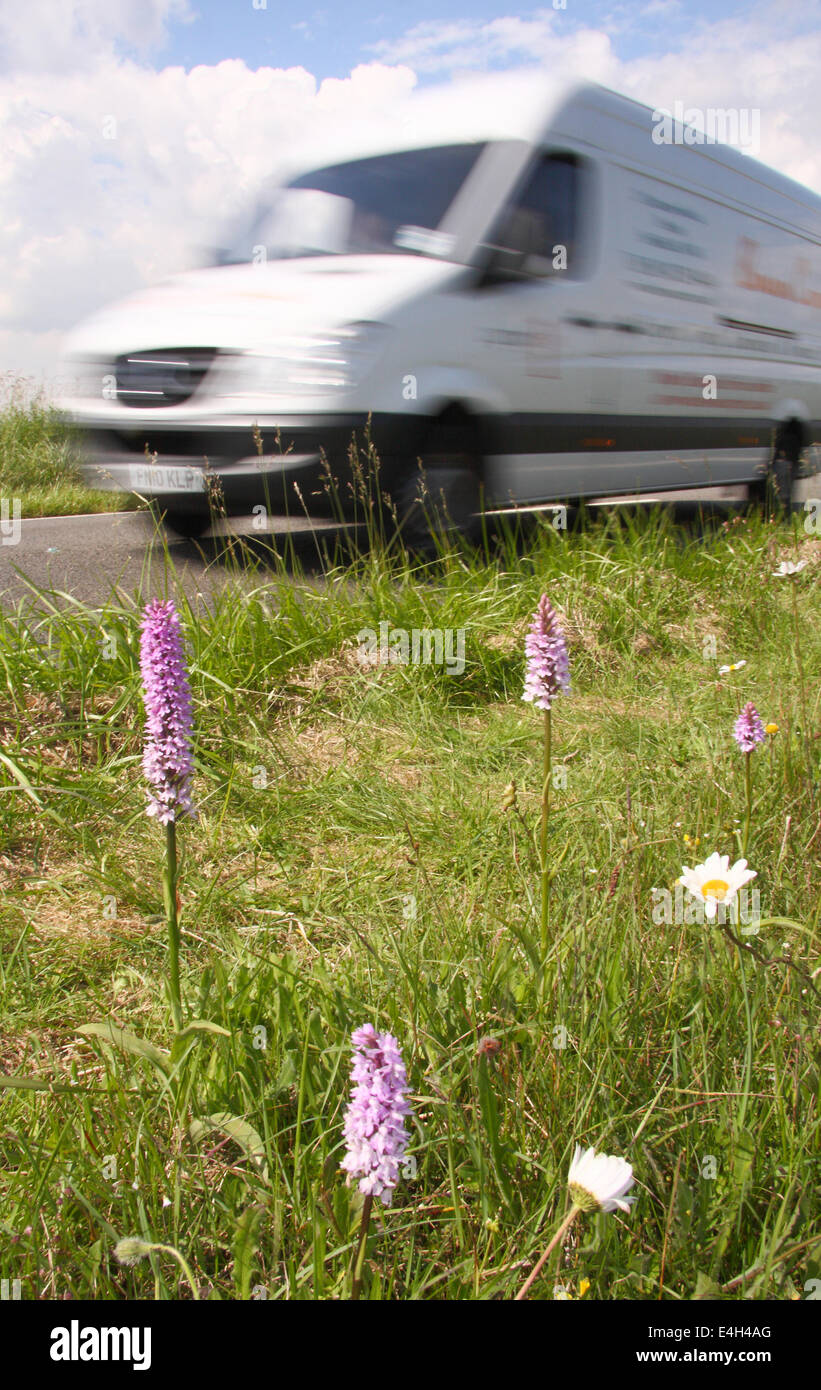Traffic passes common spotted orchids growing in a roadside nature reserve in the Peak District, Derbyshire, England, UK Stock Photo