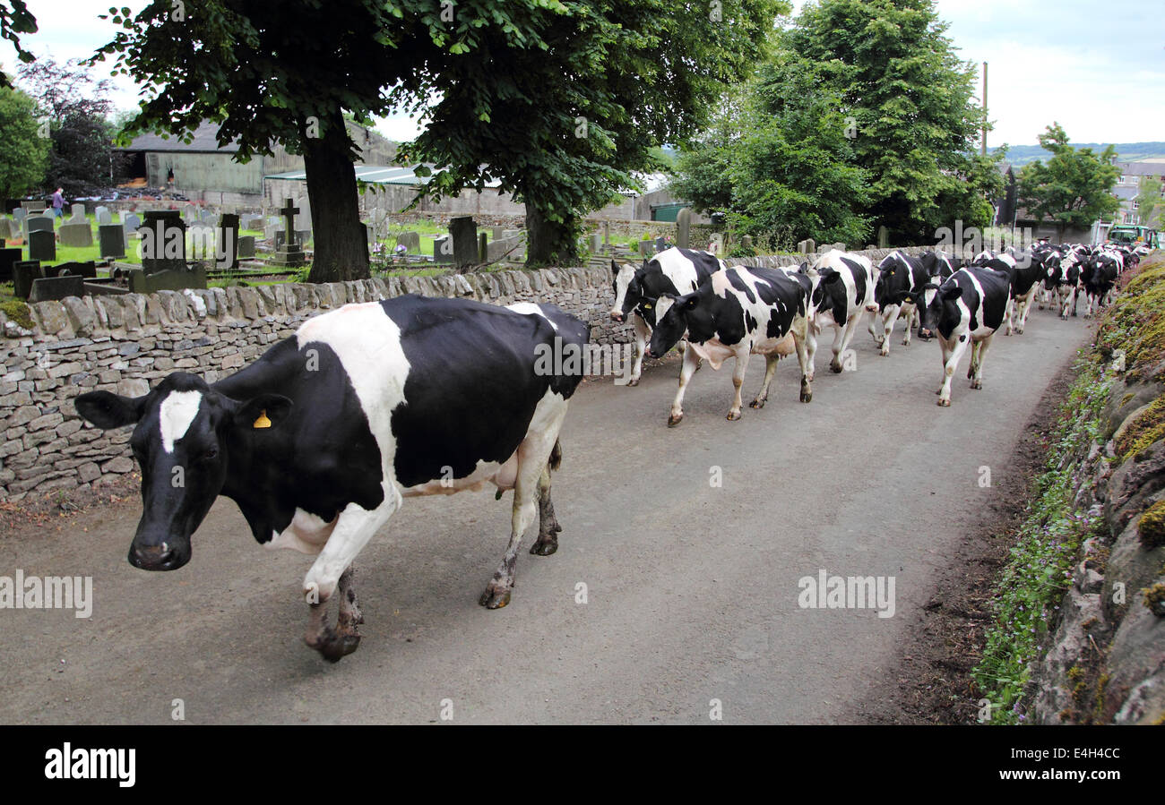 Holstein Friesian dairy cattle amble up a country lane in the Peak District , Derbyshire ,England ,UK Stock Photo
